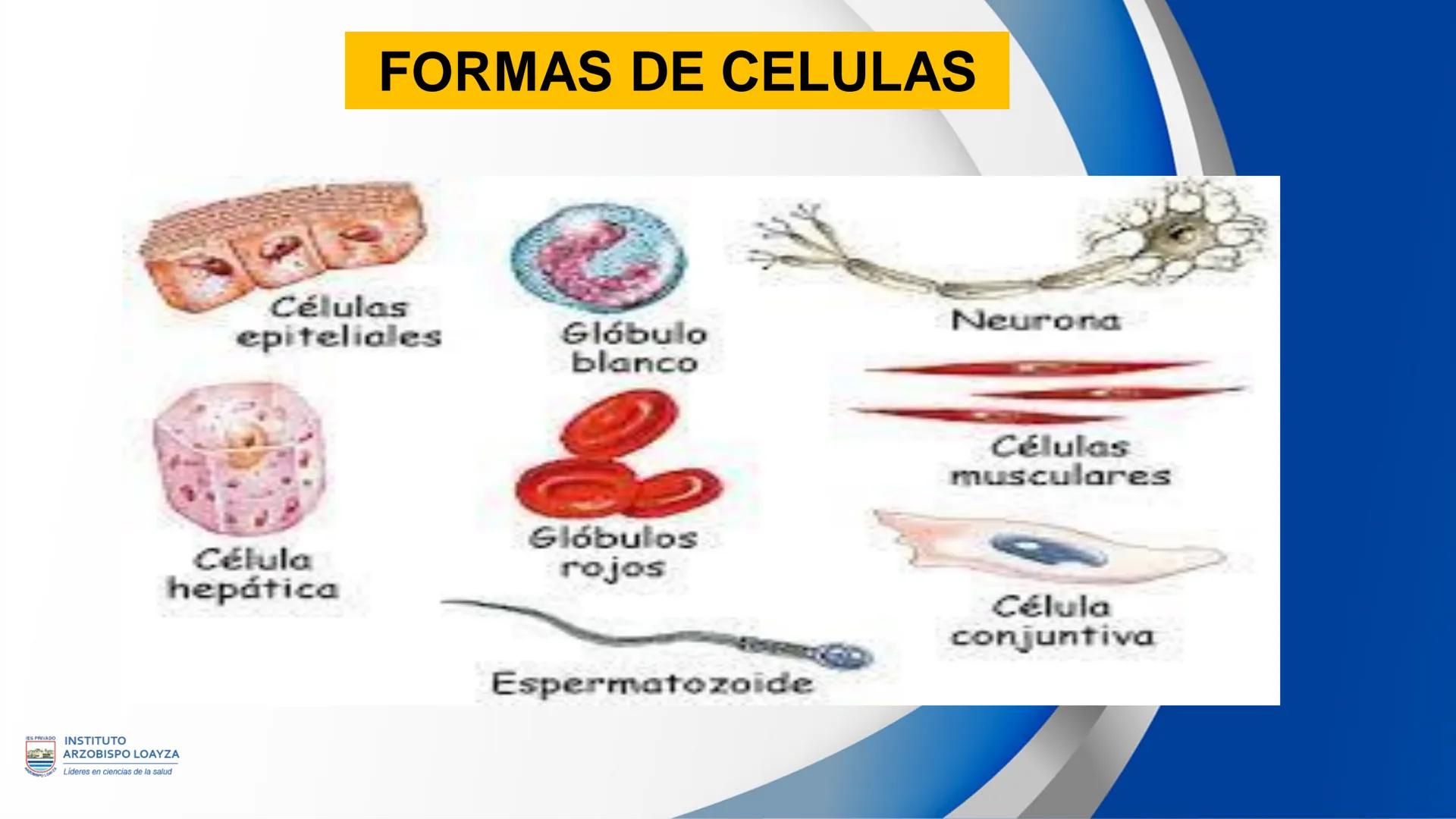 ESPRIVADO INSTITUTO
ARZOBISPO LOΑΥΖΑ
Líderes en ciencias de la salud
# SESIÓN DE
# APRENDIZAJE 11
IES PRIVADO
OBISPO LORYZA # BIENVENIDOS