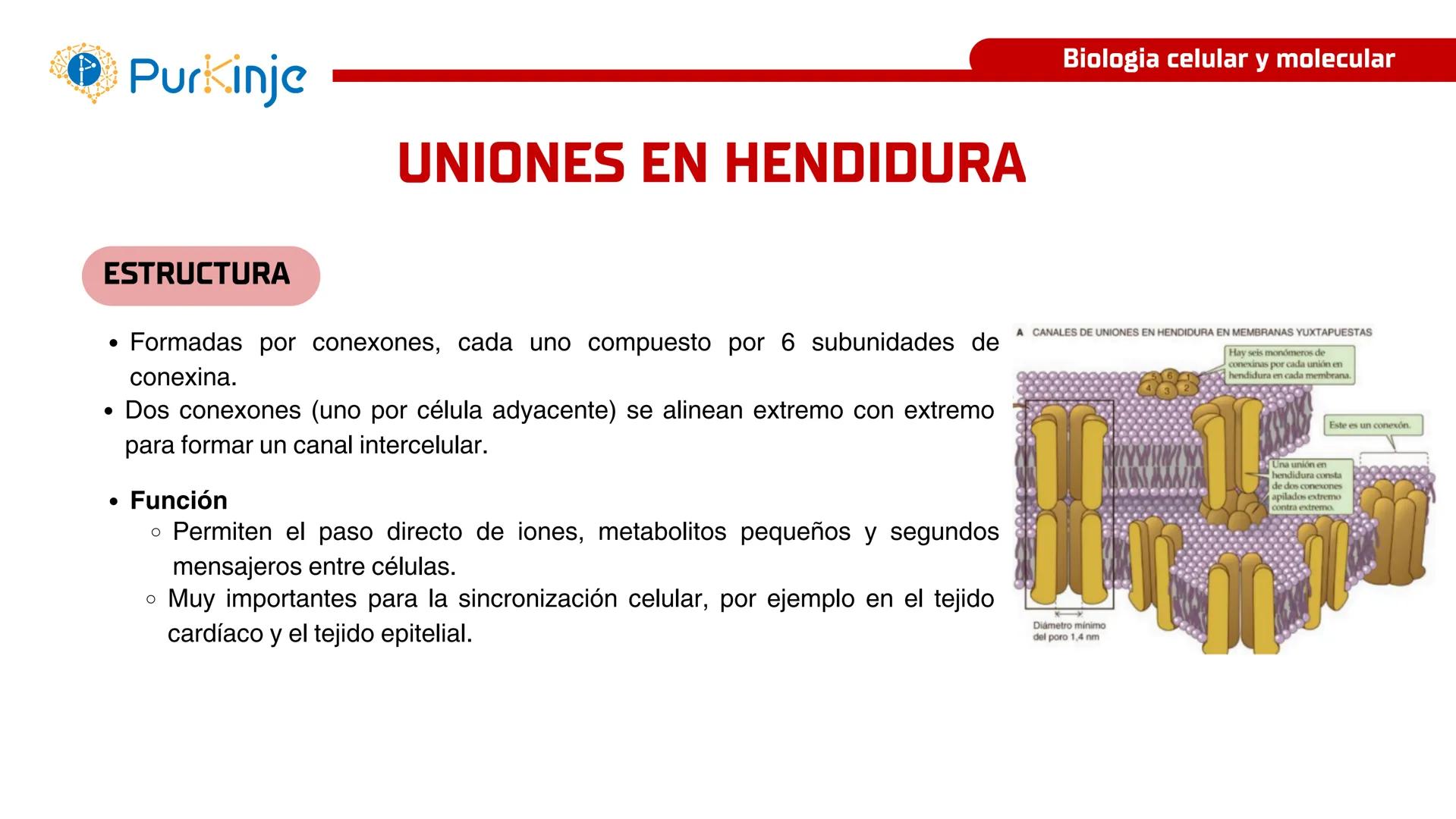 # Purkinje
MEMBRANA CELULAR
Semana 1
Tutor:Leonardo Roque Purkinje
Biologia celular y molecular
OBJETIVOS DE CLASE
• Describir la orga