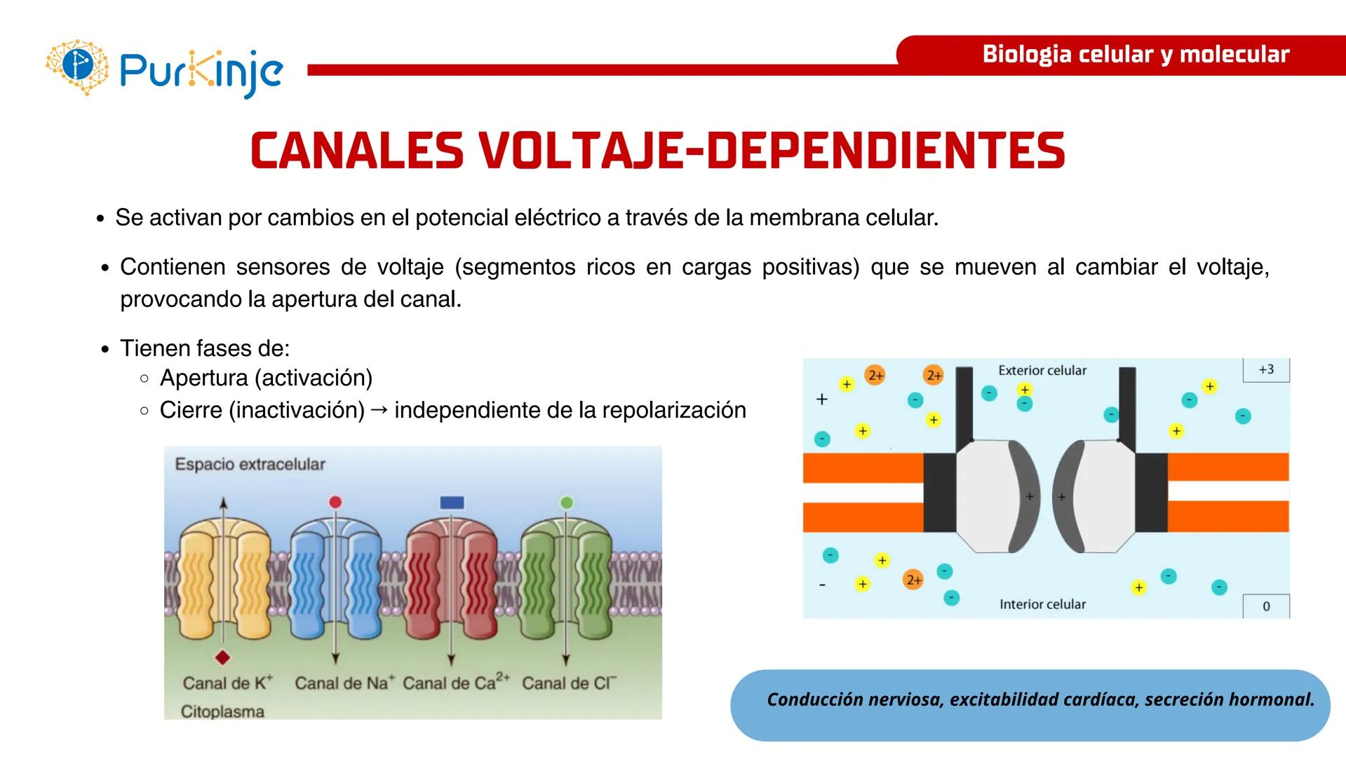 # Purkinje
MEMBRANA CELULAR
Semana 1
Tutor:Leonardo Roque Purkinje
Biologia celular y molecular
OBJETIVOS DE CLASE
• Describir la orga