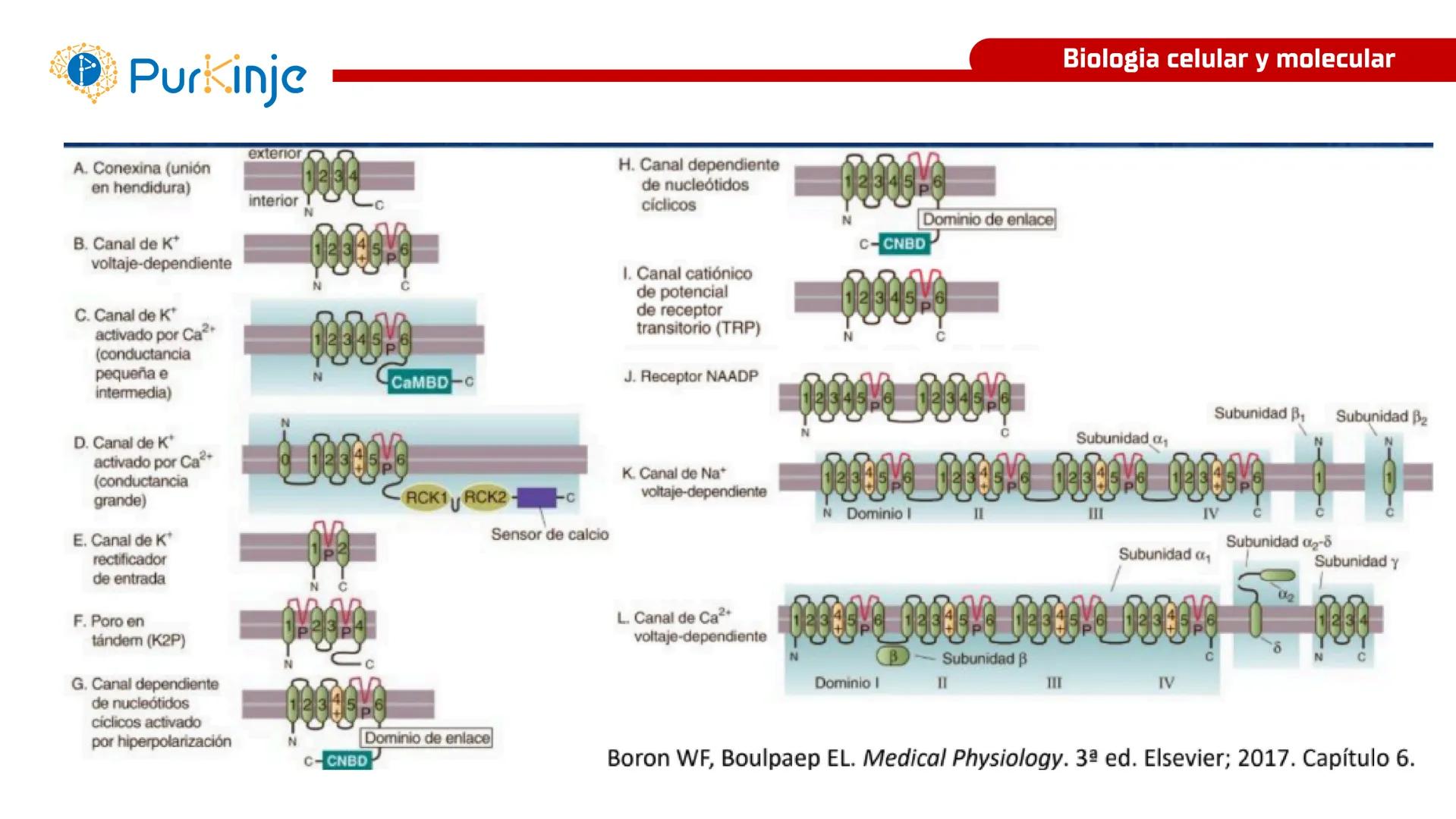 # Purkinje
MEMBRANA CELULAR
Semana 1
Tutor:Leonardo Roque Purkinje
Biologia celular y molecular
OBJETIVOS DE CLASE
• Describir la orga