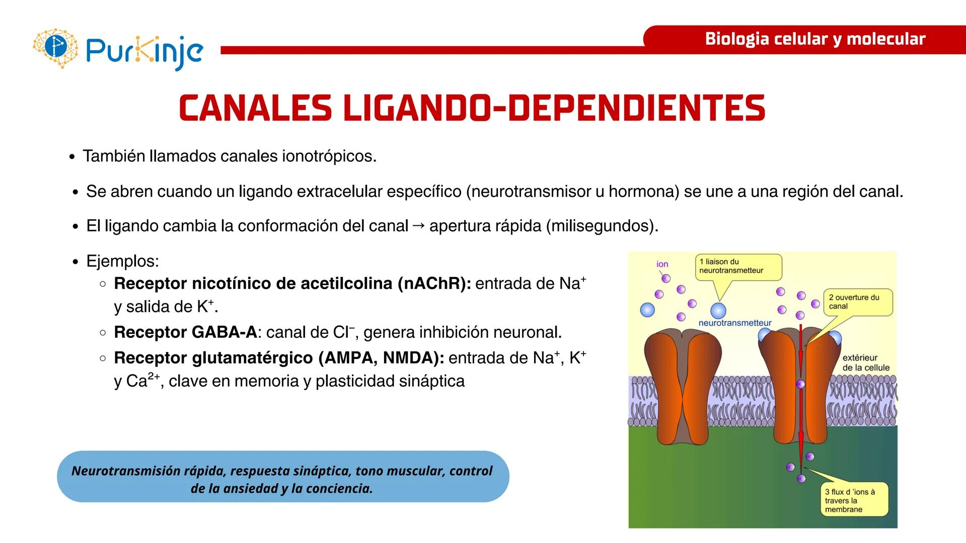 # Purkinje
MEMBRANA CELULAR
Semana 1
Tutor:Leonardo Roque Purkinje
Biologia celular y molecular
OBJETIVOS DE CLASE
• Describir la orga