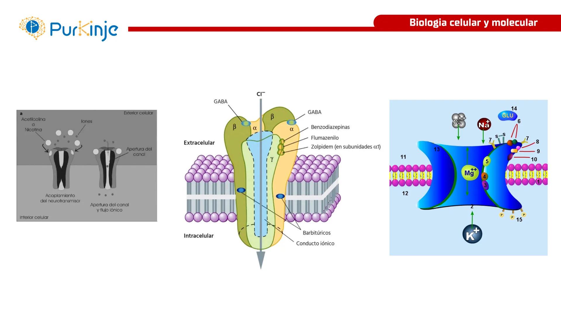 # Purkinje
MEMBRANA CELULAR
Semana 1
Tutor:Leonardo Roque Purkinje
Biologia celular y molecular
OBJETIVOS DE CLASE
• Describir la orga