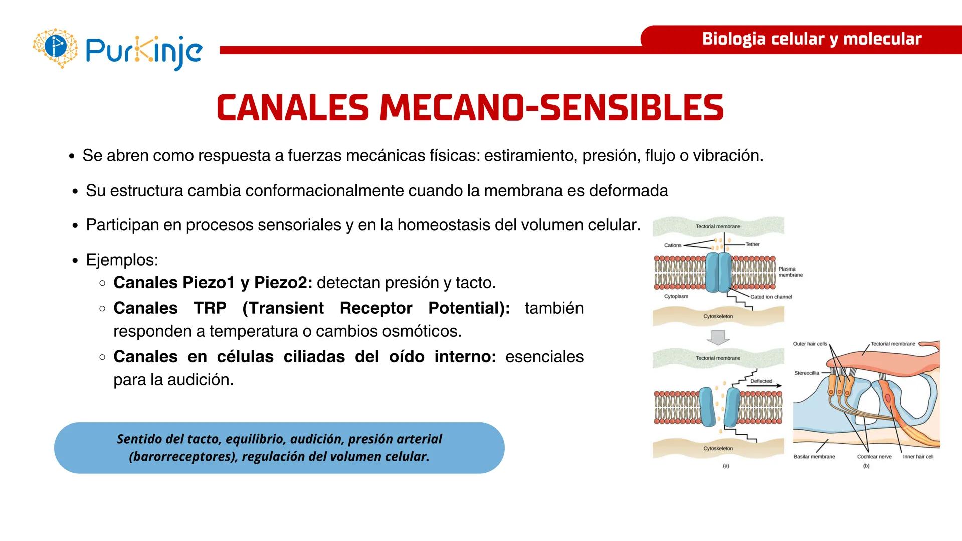 # Purkinje
MEMBRANA CELULAR
Semana 1
Tutor:Leonardo Roque Purkinje
Biologia celular y molecular
OBJETIVOS DE CLASE
• Describir la orga