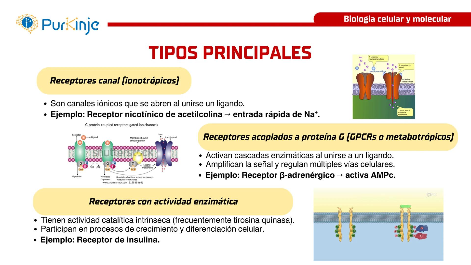 # Purkinje
MEMBRANA CELULAR
Semana 1
Tutor:Leonardo Roque Purkinje
Biologia celular y molecular
OBJETIVOS DE CLASE
• Describir la orga