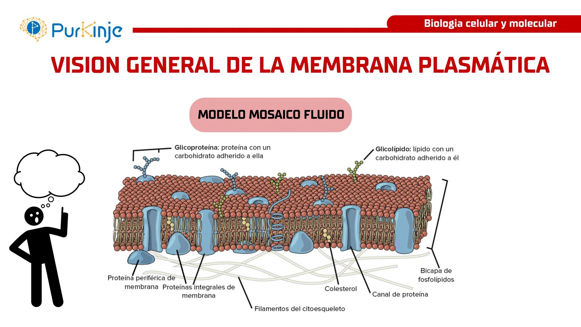 # Purkinje
MEMBRANA CELULAR
Semana 1
Tutor:Leonardo Roque Purkinje
Biologia celular y molecular
OBJETIVOS DE CLASE
• Describir la orga