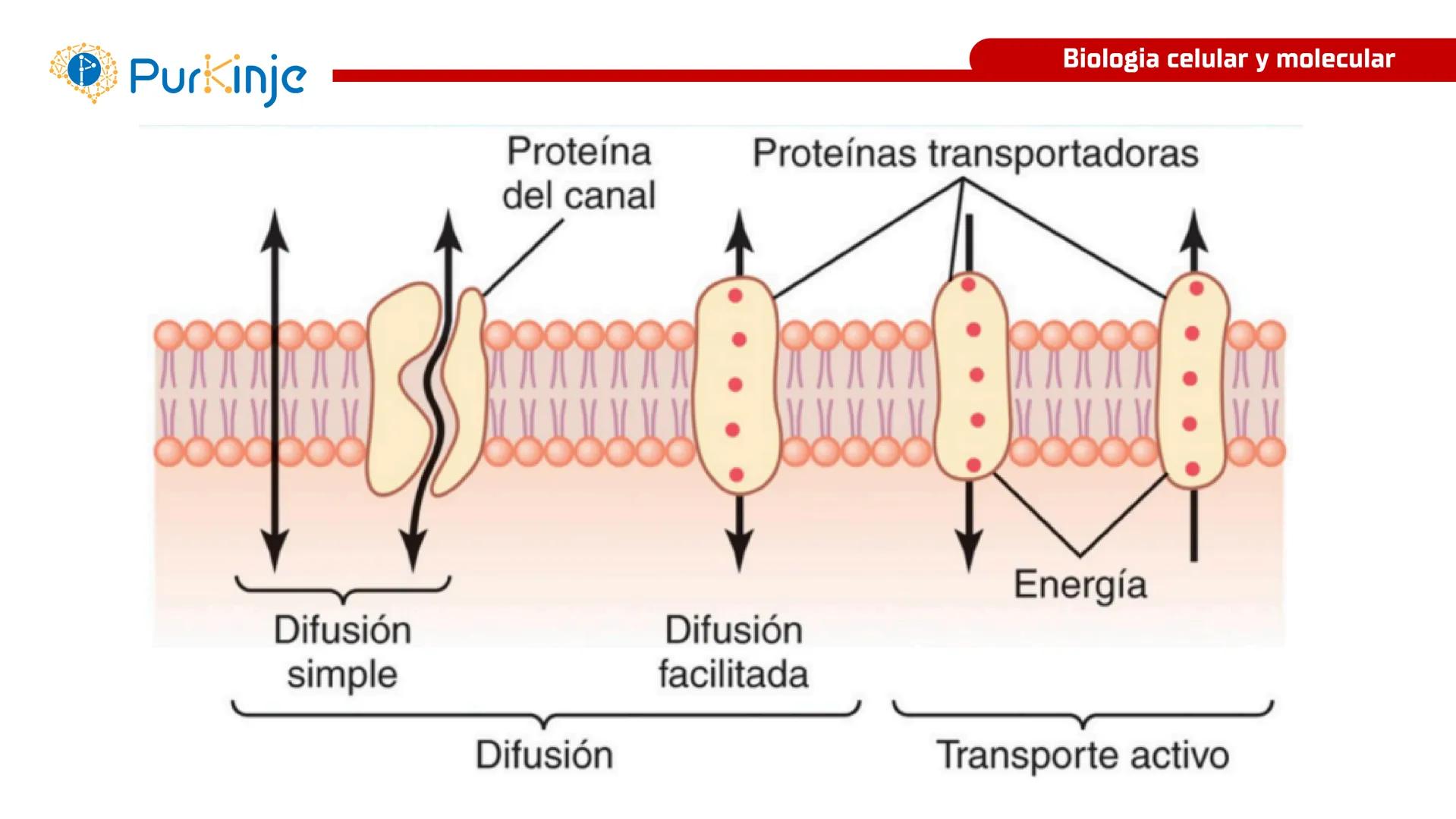 # Purkinje
MEMBRANA CELULAR
Semana 1
Tutor:Leonardo Roque Purkinje
Biologia celular y molecular
OBJETIVOS DE CLASE
• Describir la orga