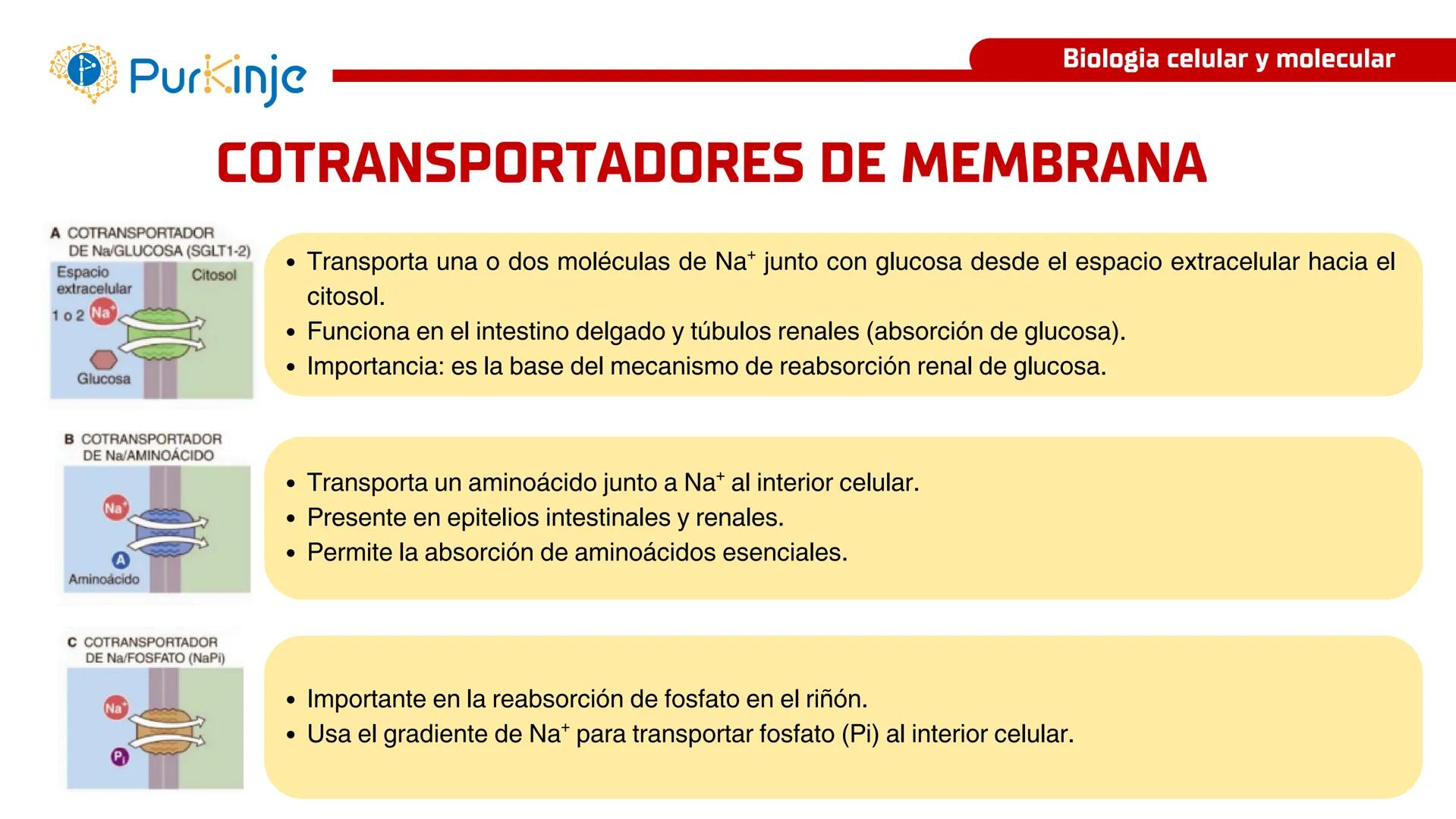 # Purkinje
MEMBRANA CELULAR
Semana 1
Tutor:Leonardo Roque Purkinje
Biologia celular y molecular
OBJETIVOS DE CLASE
• Describir la orga