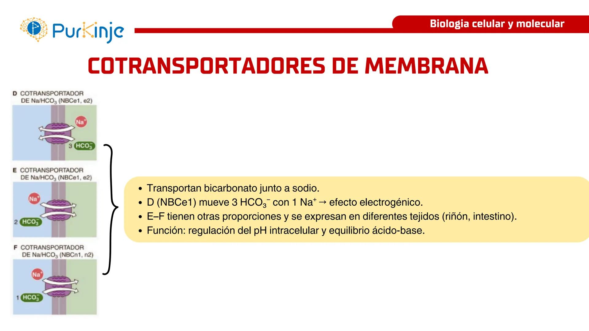 # Purkinje
MEMBRANA CELULAR
Semana 1
Tutor:Leonardo Roque Purkinje
Biologia celular y molecular
OBJETIVOS DE CLASE
• Describir la orga