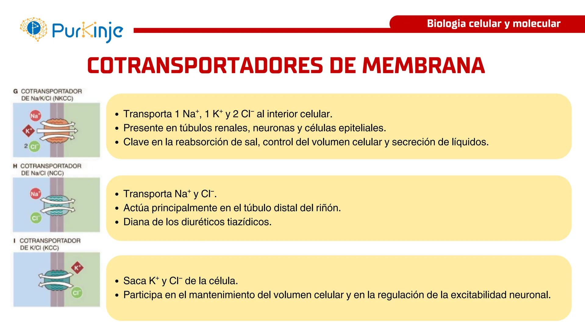 # Purkinje
MEMBRANA CELULAR
Semana 1
Tutor:Leonardo Roque Purkinje
Biologia celular y molecular
OBJETIVOS DE CLASE
• Describir la orga