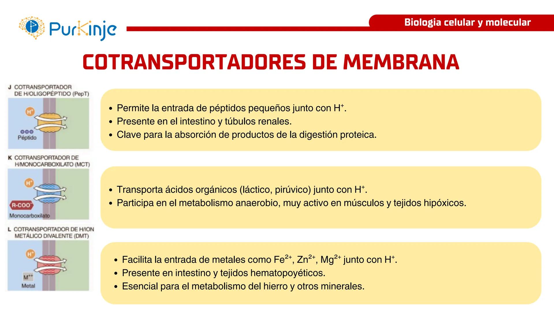 # Purkinje
MEMBRANA CELULAR
Semana 1
Tutor:Leonardo Roque Purkinje
Biologia celular y molecular
OBJETIVOS DE CLASE
• Describir la orga