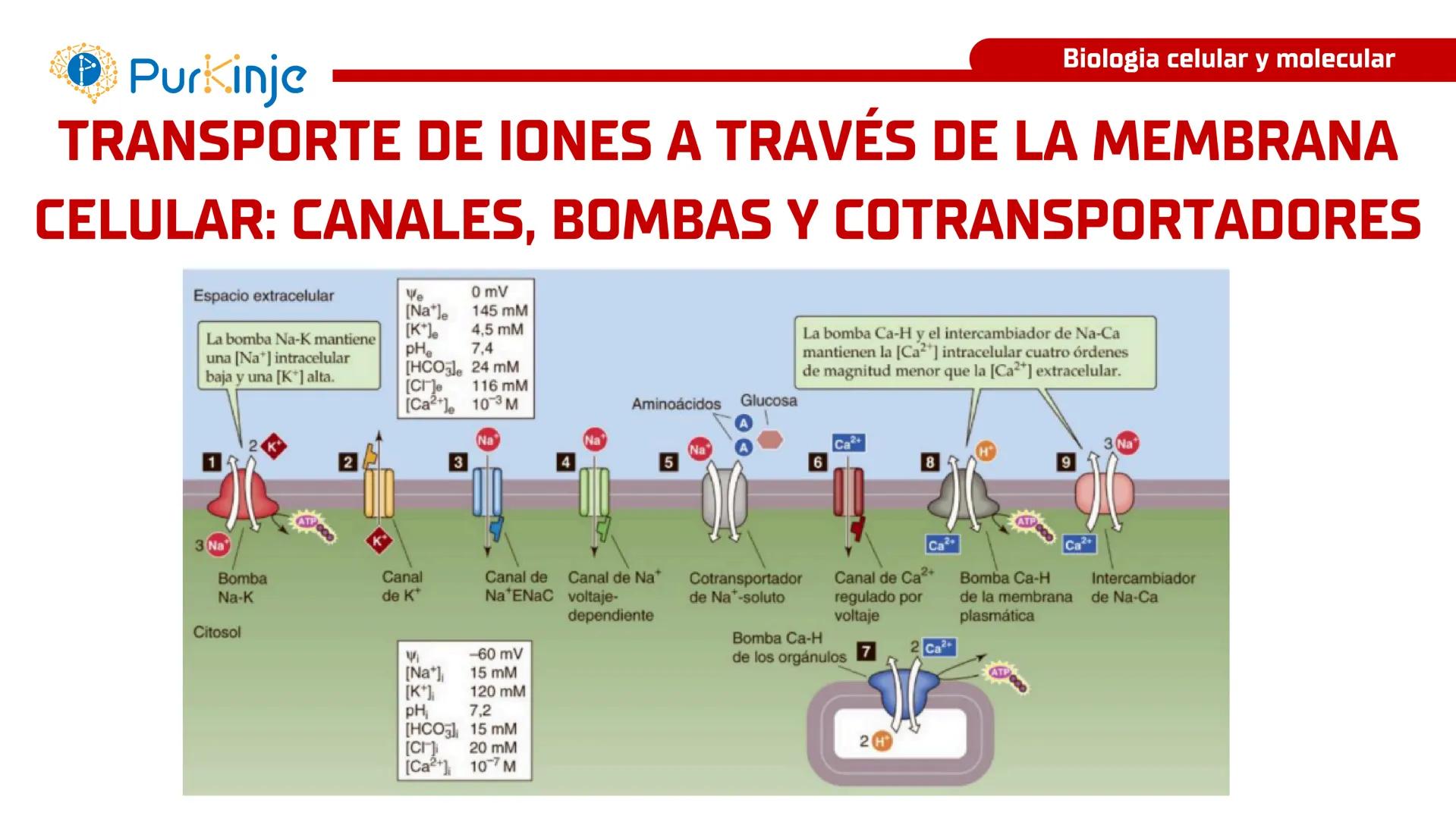 # Purkinje
MEMBRANA CELULAR
Semana 1
Tutor:Leonardo Roque Purkinje
Biologia celular y molecular
OBJETIVOS DE CLASE
• Describir la orga