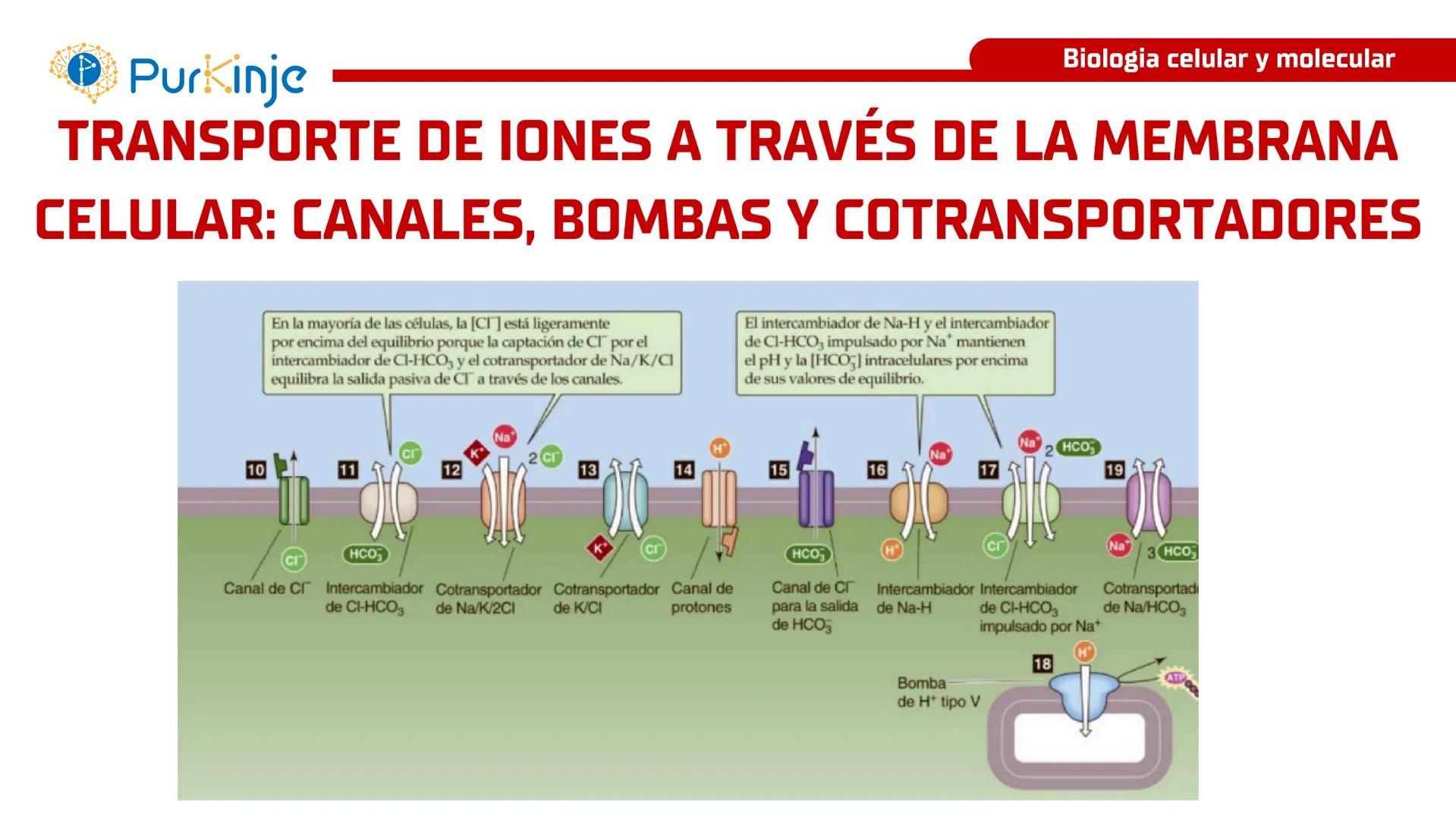 # Purkinje
MEMBRANA CELULAR
Semana 1
Tutor:Leonardo Roque Purkinje
Biologia celular y molecular
OBJETIVOS DE CLASE
• Describir la orga