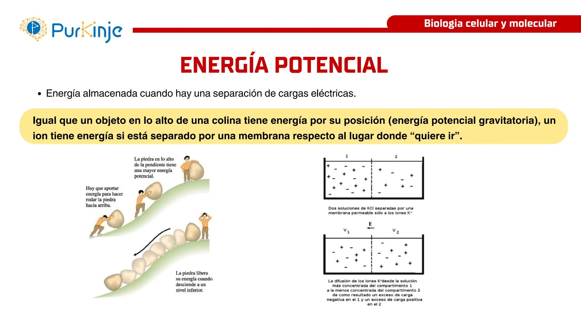 # Purkinje
MEMBRANA CELULAR
Semana 1
Tutor:Leonardo Roque Purkinje
Biologia celular y molecular
OBJETIVOS DE CLASE
• Describir la orga