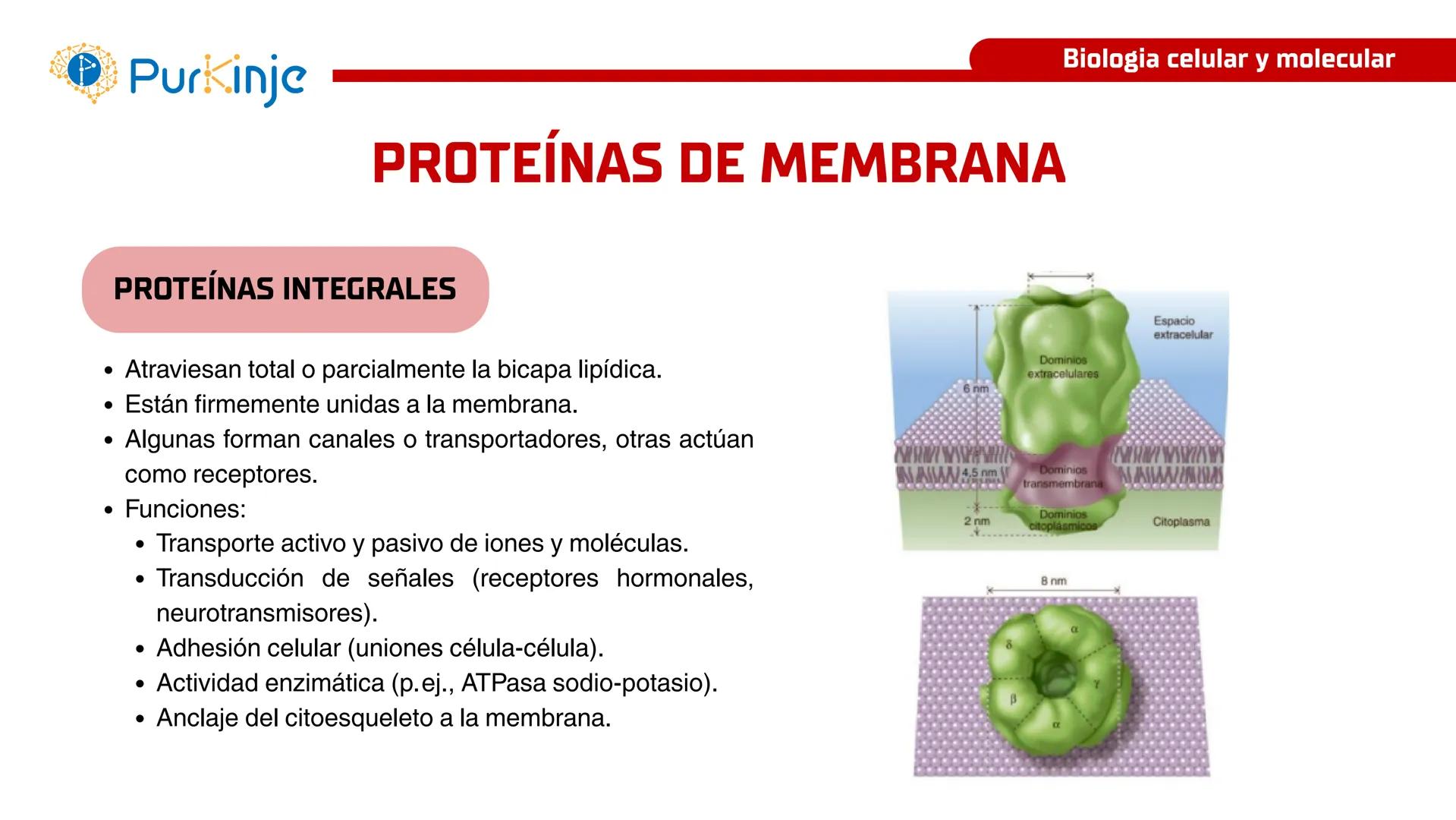 # Purkinje
MEMBRANA CELULAR
Semana 1
Tutor:Leonardo Roque Purkinje
Biologia celular y molecular
OBJETIVOS DE CLASE
• Describir la orga