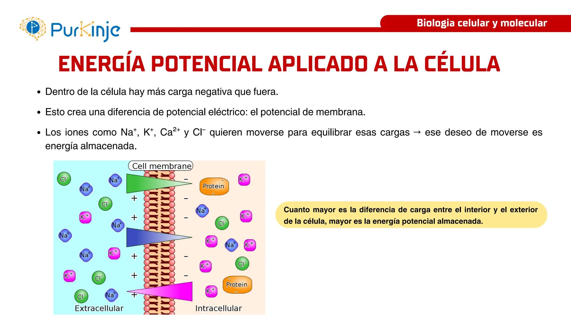 # Purkinje
MEMBRANA CELULAR
Semana 1
Tutor:Leonardo Roque Purkinje
Biologia celular y molecular
OBJETIVOS DE CLASE
• Describir la orga