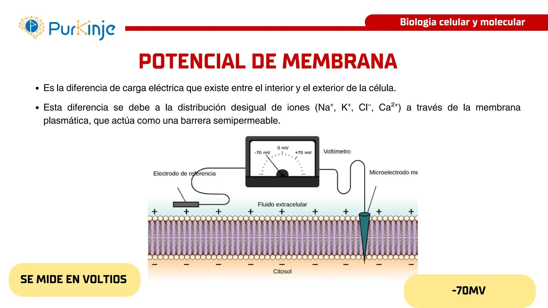 # Purkinje
MEMBRANA CELULAR
Semana 1
Tutor:Leonardo Roque Purkinje
Biologia celular y molecular
OBJETIVOS DE CLASE
• Describir la orga