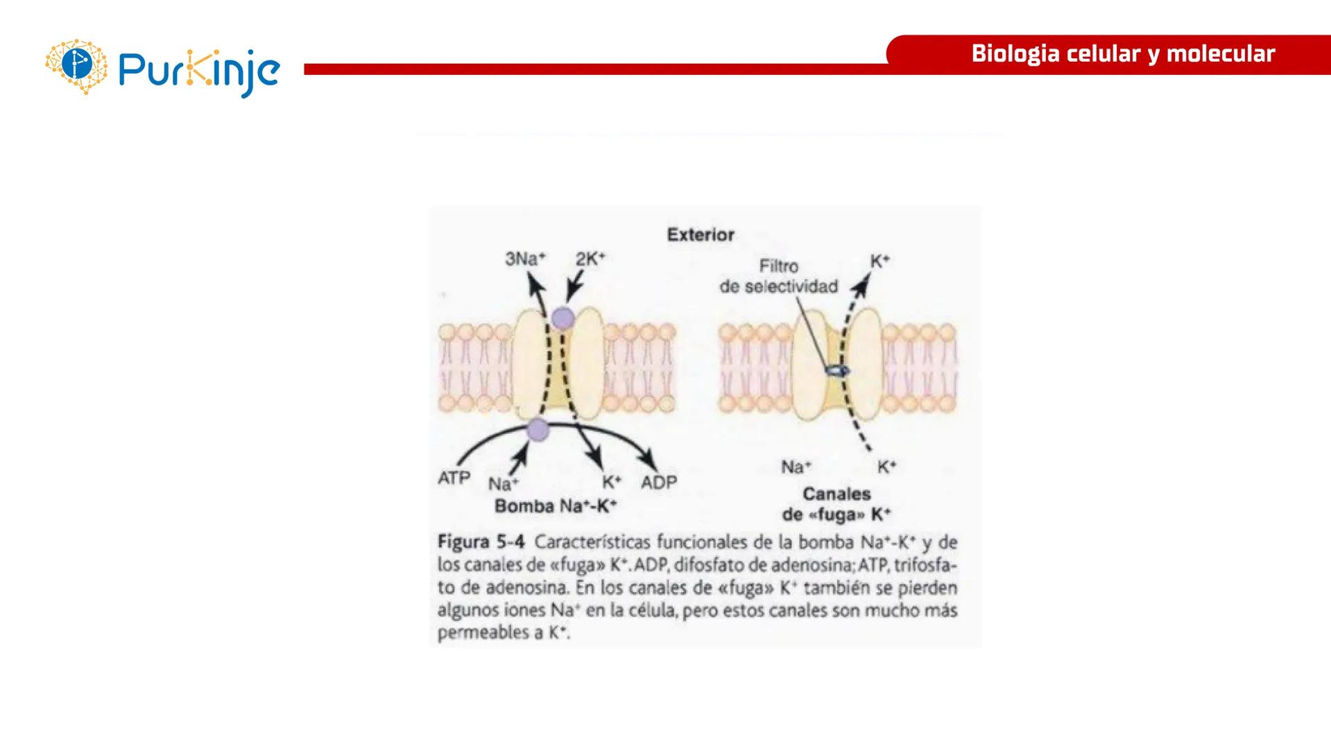 # Purkinje
MEMBRANA CELULAR
Semana 1
Tutor:Leonardo Roque Purkinje
Biologia celular y molecular
OBJETIVOS DE CLASE
• Describir la orga