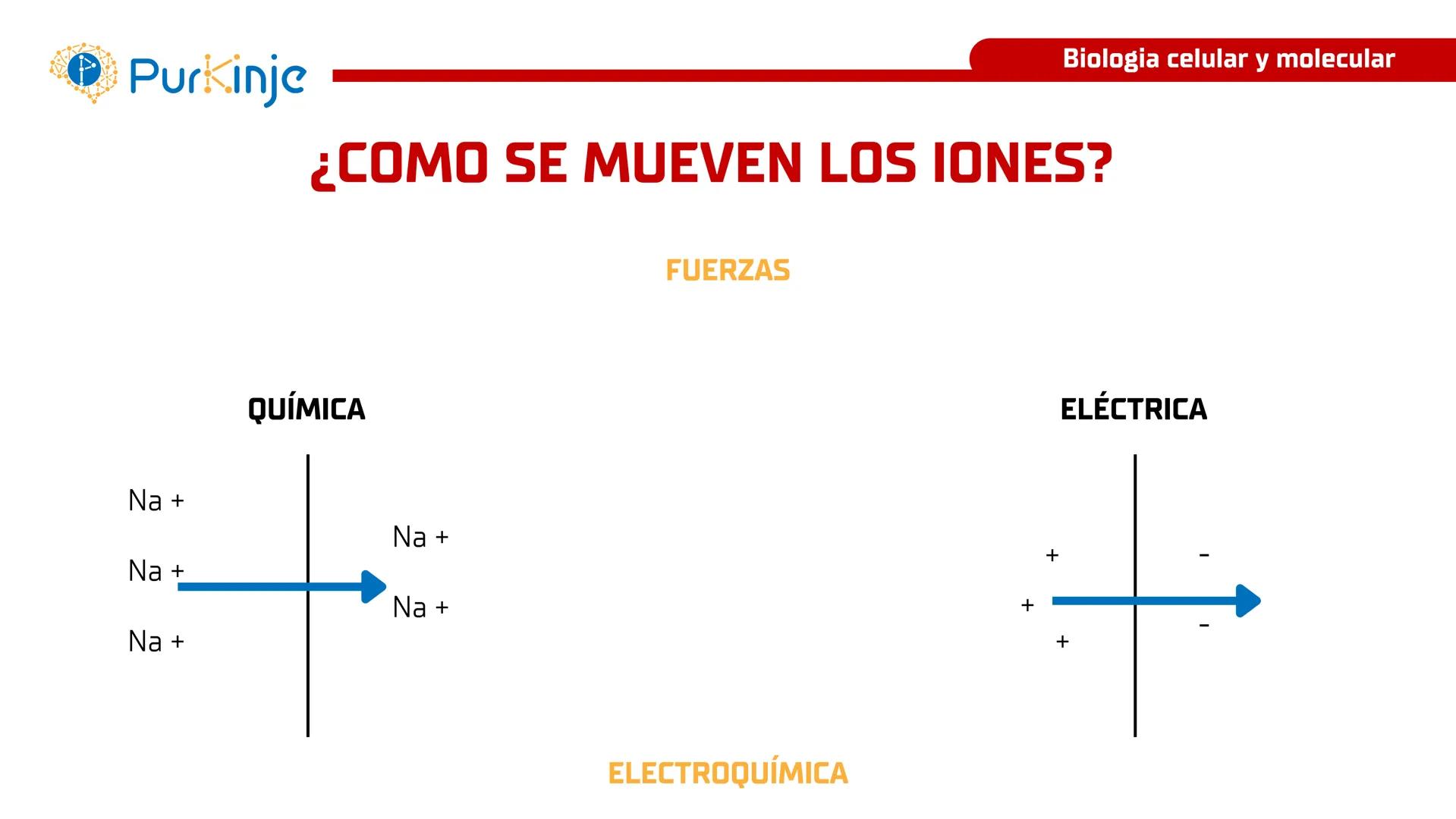 # Purkinje
MEMBRANA CELULAR
Semana 1
Tutor:Leonardo Roque Purkinje
Biologia celular y molecular
OBJETIVOS DE CLASE
• Describir la orga
