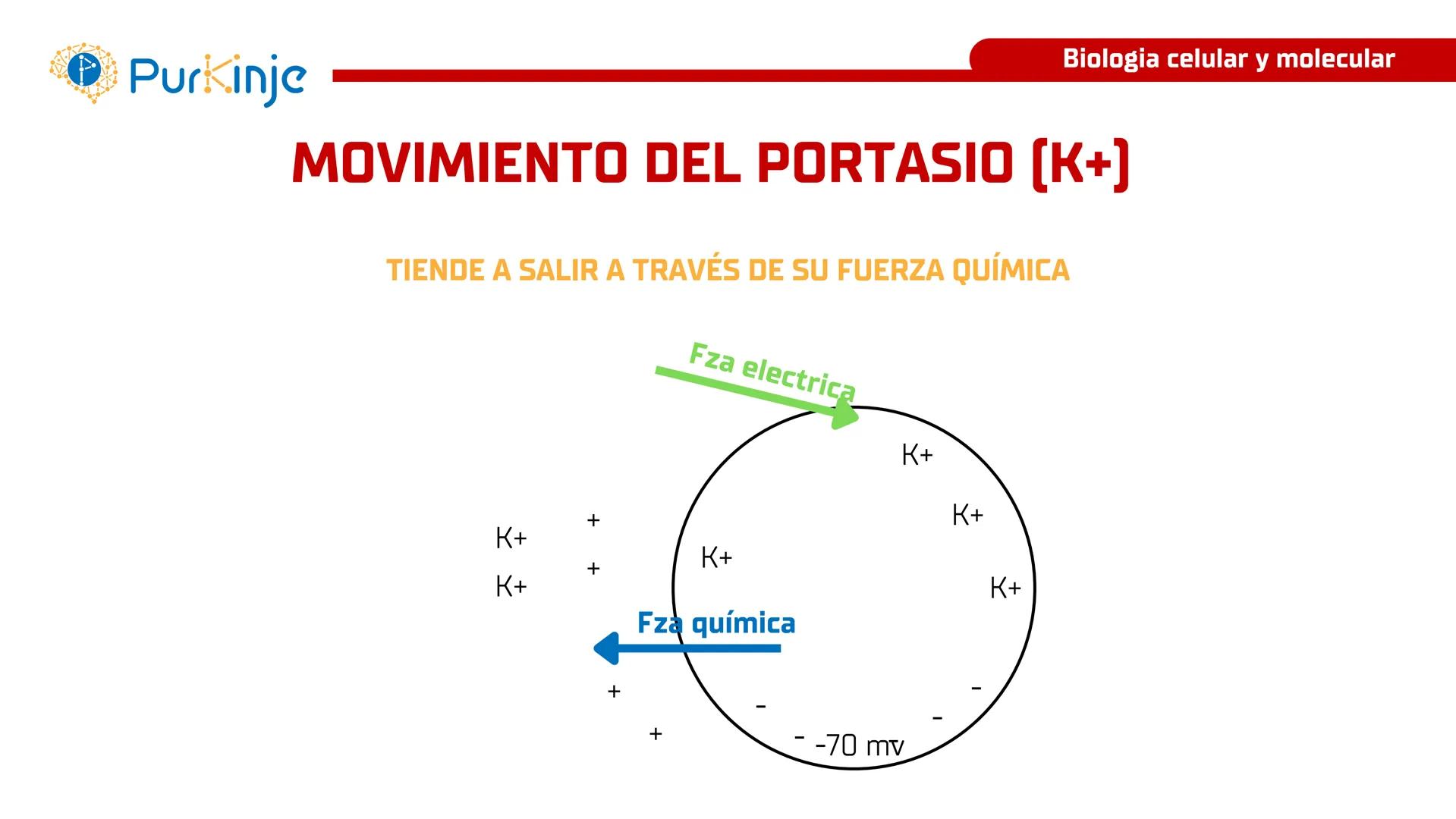 # Purkinje
MEMBRANA CELULAR
Semana 1
Tutor:Leonardo Roque Purkinje
Biologia celular y molecular
OBJETIVOS DE CLASE
• Describir la orga