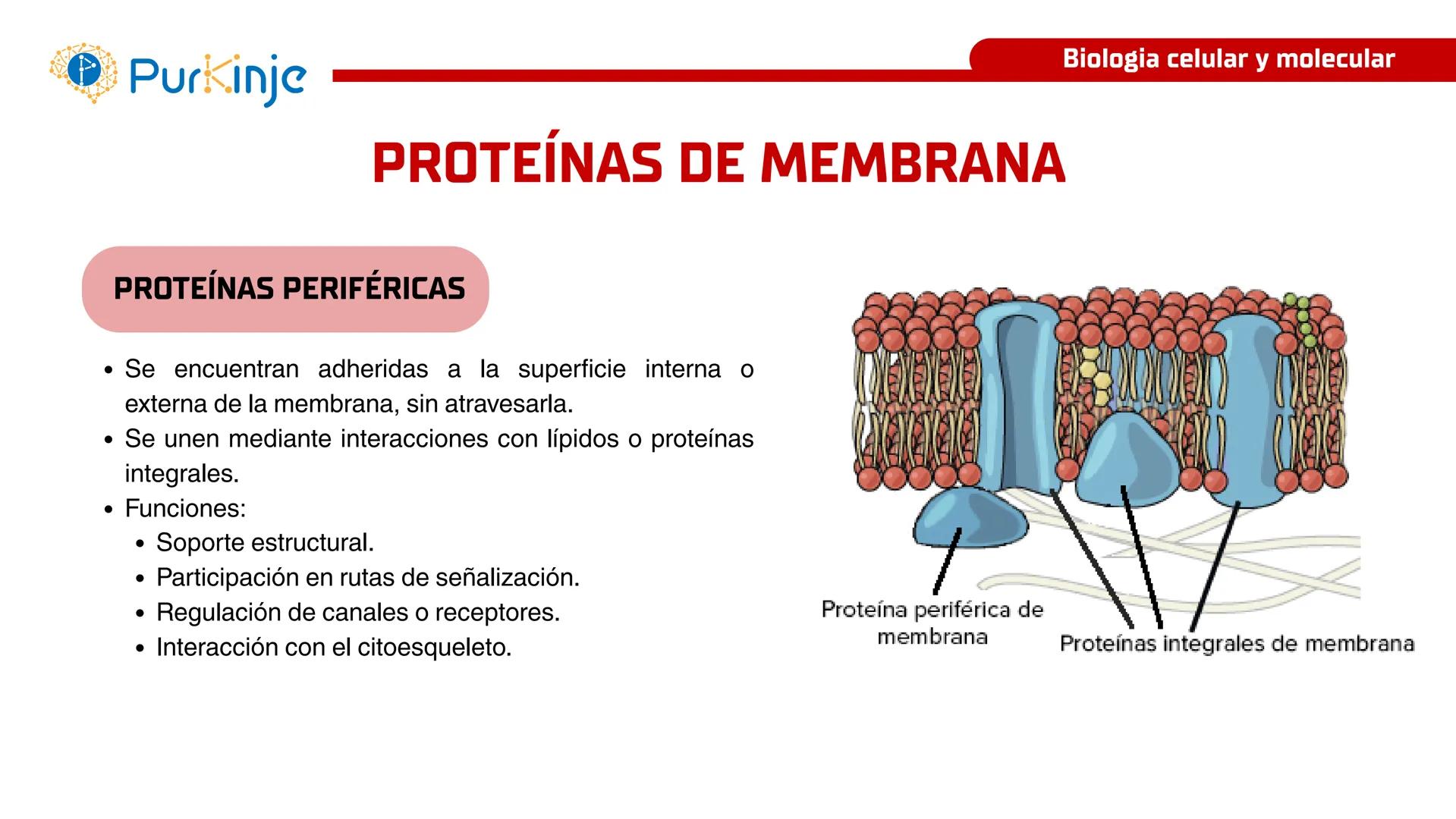 # Purkinje
MEMBRANA CELULAR
Semana 1
Tutor:Leonardo Roque Purkinje
Biologia celular y molecular
OBJETIVOS DE CLASE
• Describir la orga