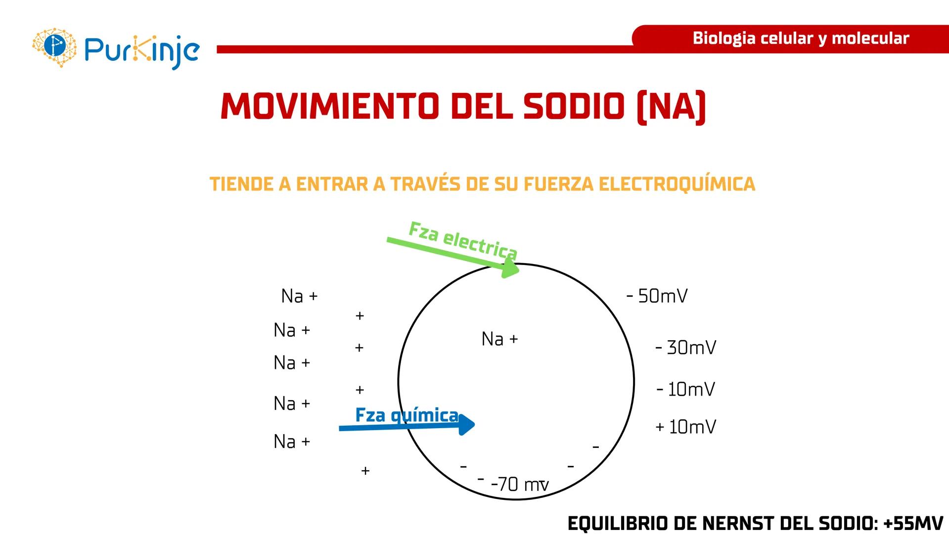 # Purkinje
MEMBRANA CELULAR
Semana 1
Tutor:Leonardo Roque Purkinje
Biologia celular y molecular
OBJETIVOS DE CLASE
• Describir la orga