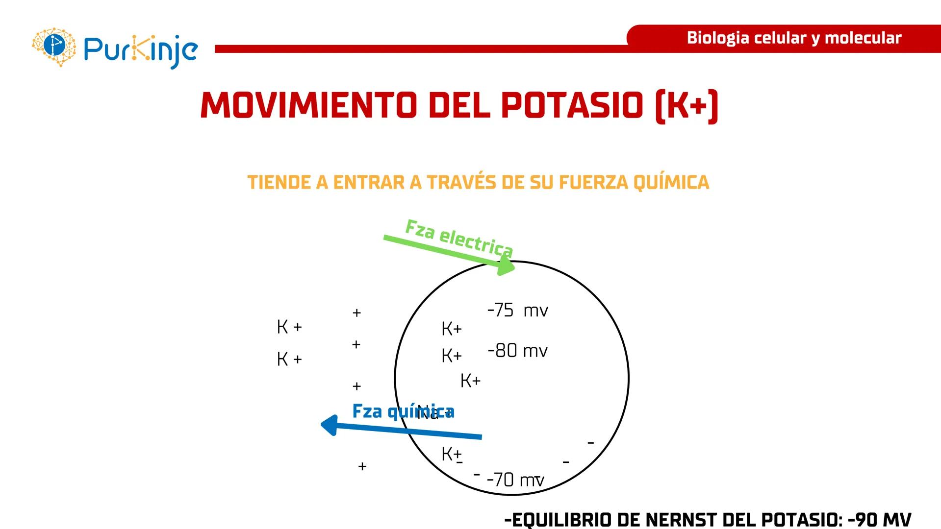 # Purkinje
MEMBRANA CELULAR
Semana 1
Tutor:Leonardo Roque Purkinje
Biologia celular y molecular
OBJETIVOS DE CLASE
• Describir la orga