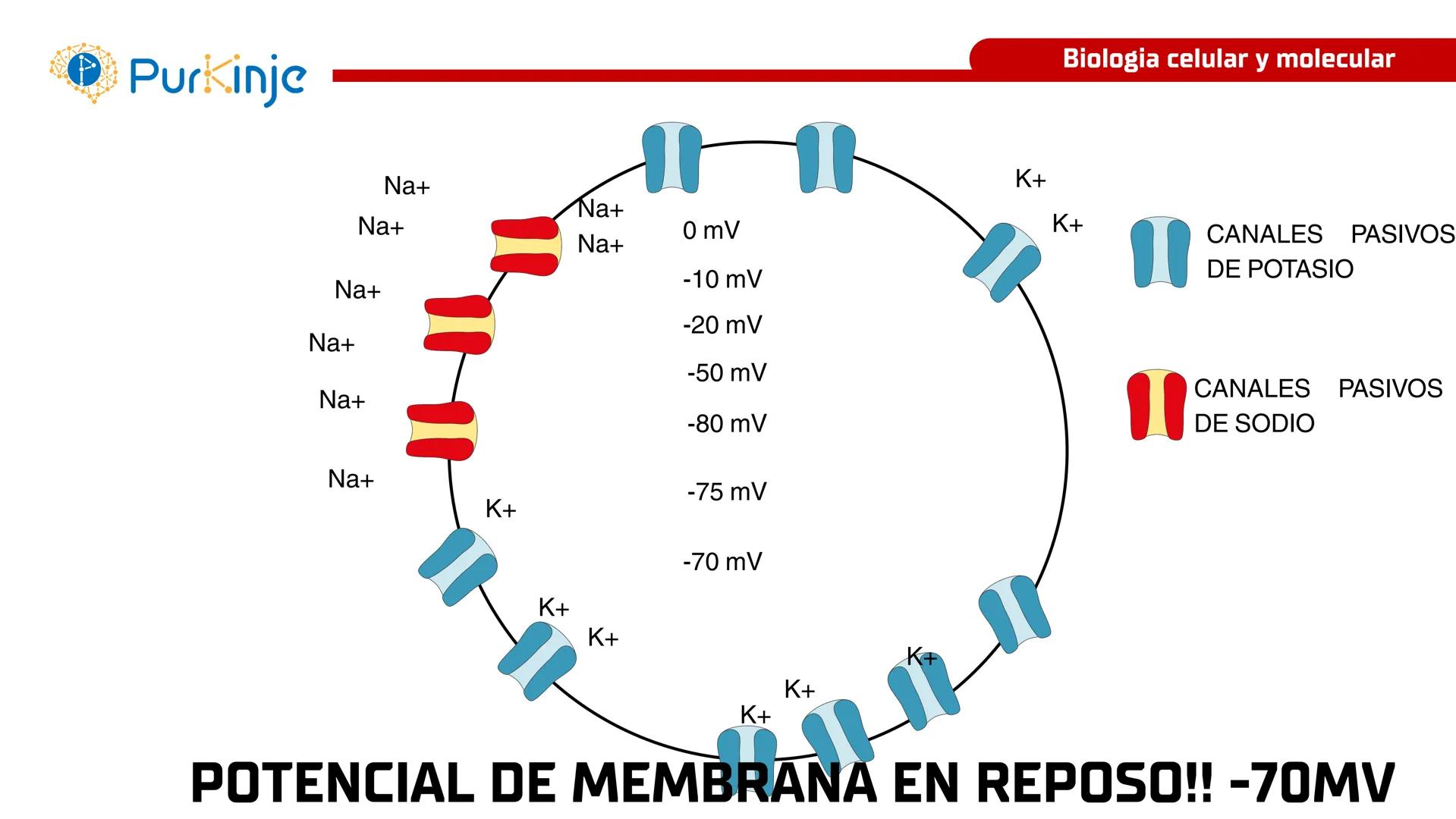 # Purkinje
MEMBRANA CELULAR
Semana 1
Tutor:Leonardo Roque Purkinje
Biologia celular y molecular
OBJETIVOS DE CLASE
• Describir la orga