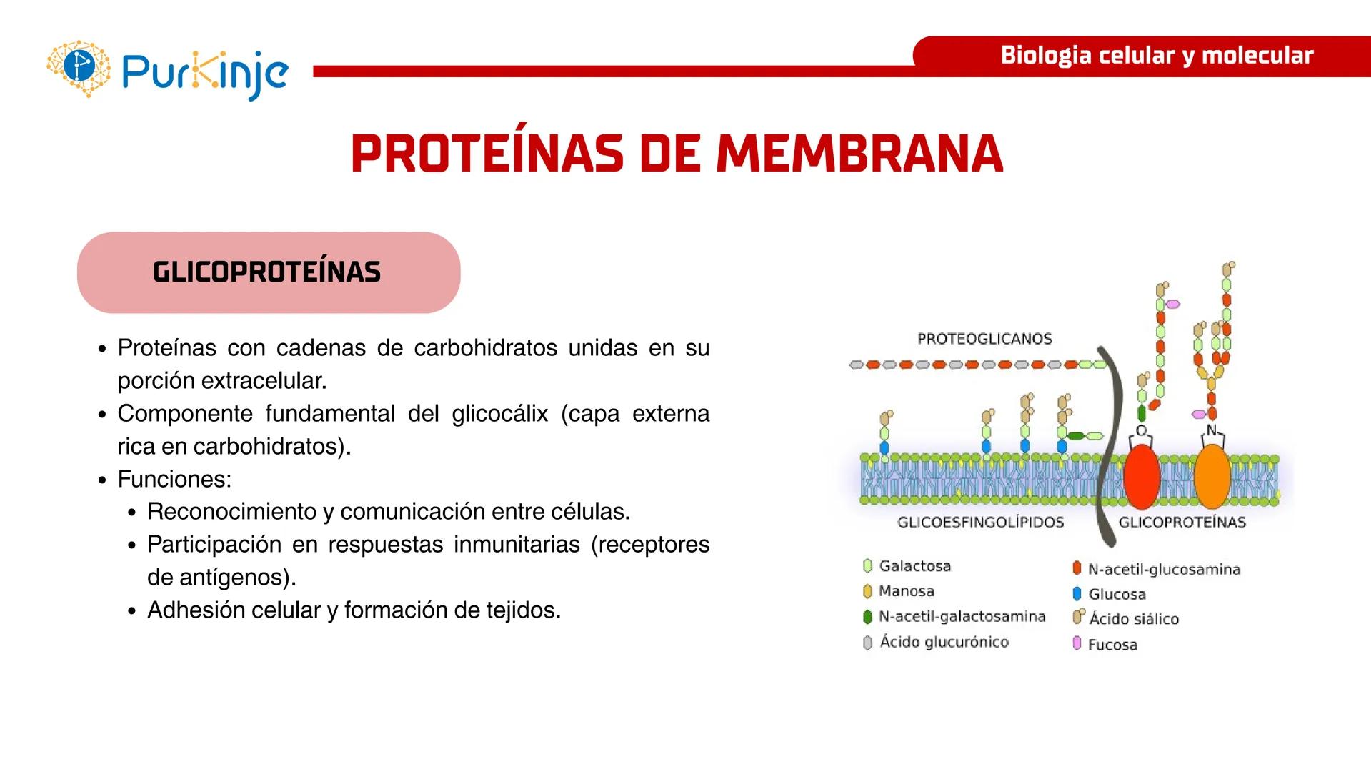 # Purkinje
MEMBRANA CELULAR
Semana 1
Tutor:Leonardo Roque Purkinje
Biologia celular y molecular
OBJETIVOS DE CLASE
• Describir la orga