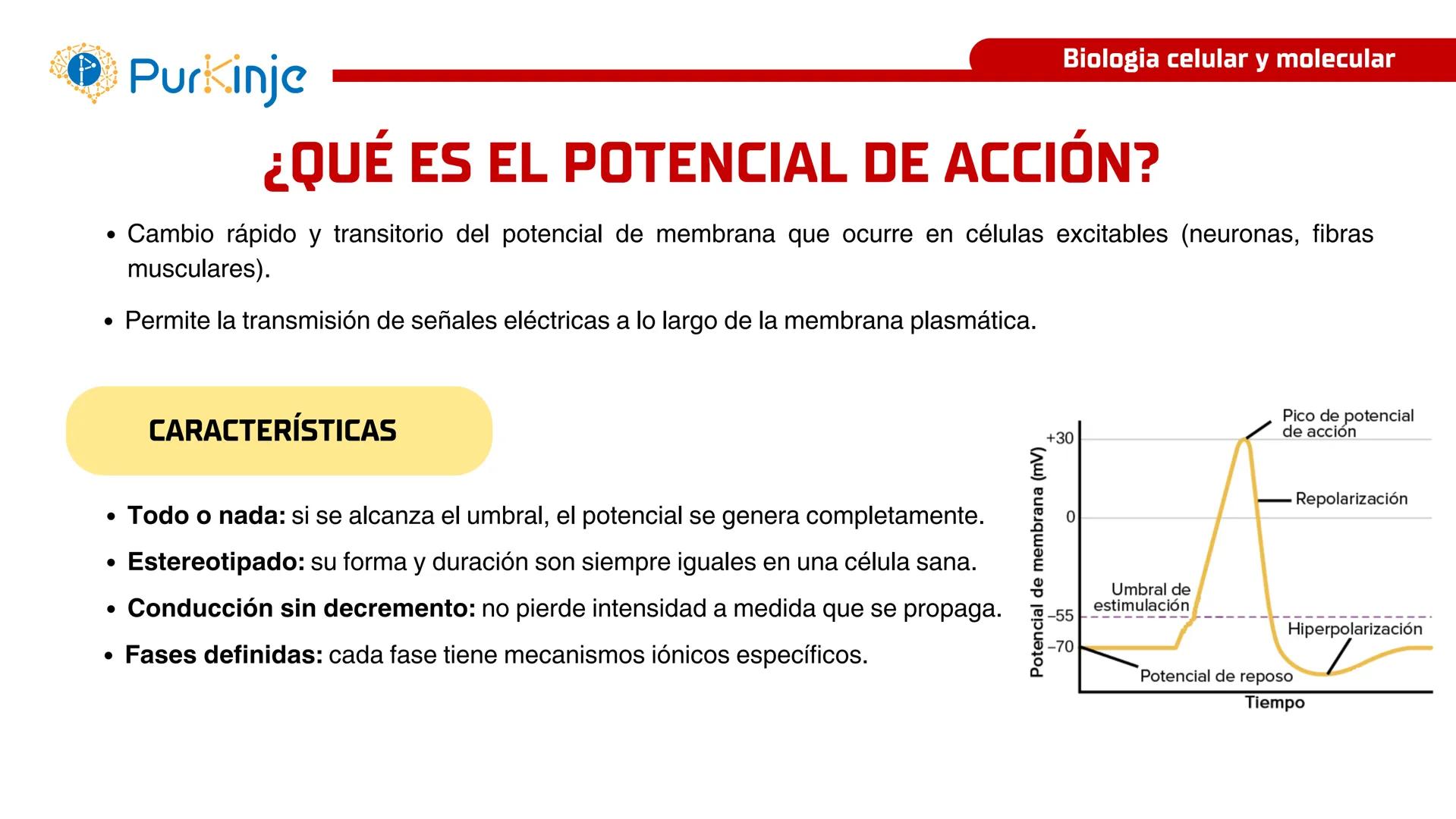 # Purkinje
MEMBRANA CELULAR
Semana 1
Tutor:Leonardo Roque Purkinje
Biologia celular y molecular
OBJETIVOS DE CLASE
• Describir la orga