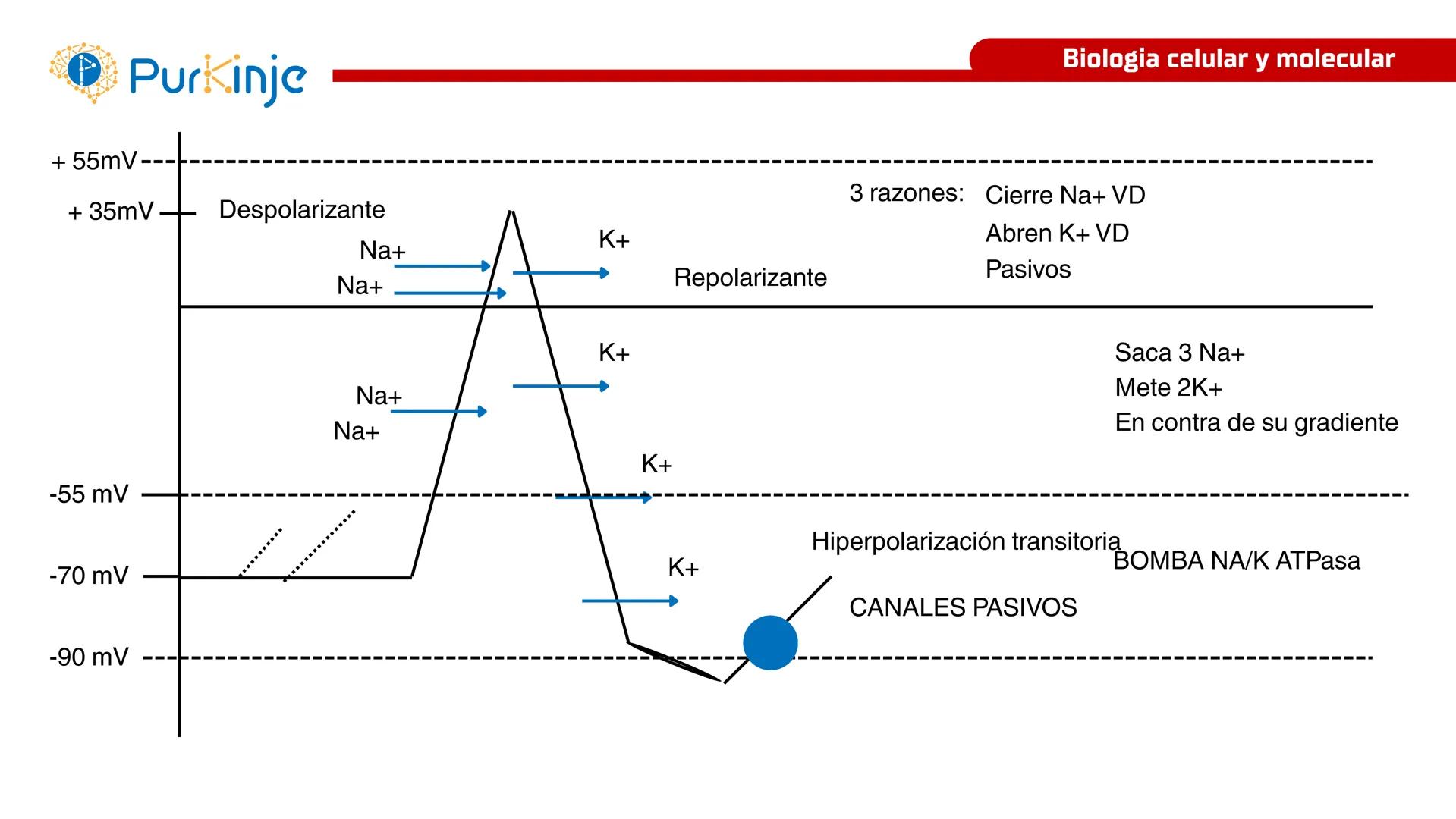 # Purkinje
MEMBRANA CELULAR
Semana 1
Tutor:Leonardo Roque Purkinje
Biologia celular y molecular
OBJETIVOS DE CLASE
• Describir la orga