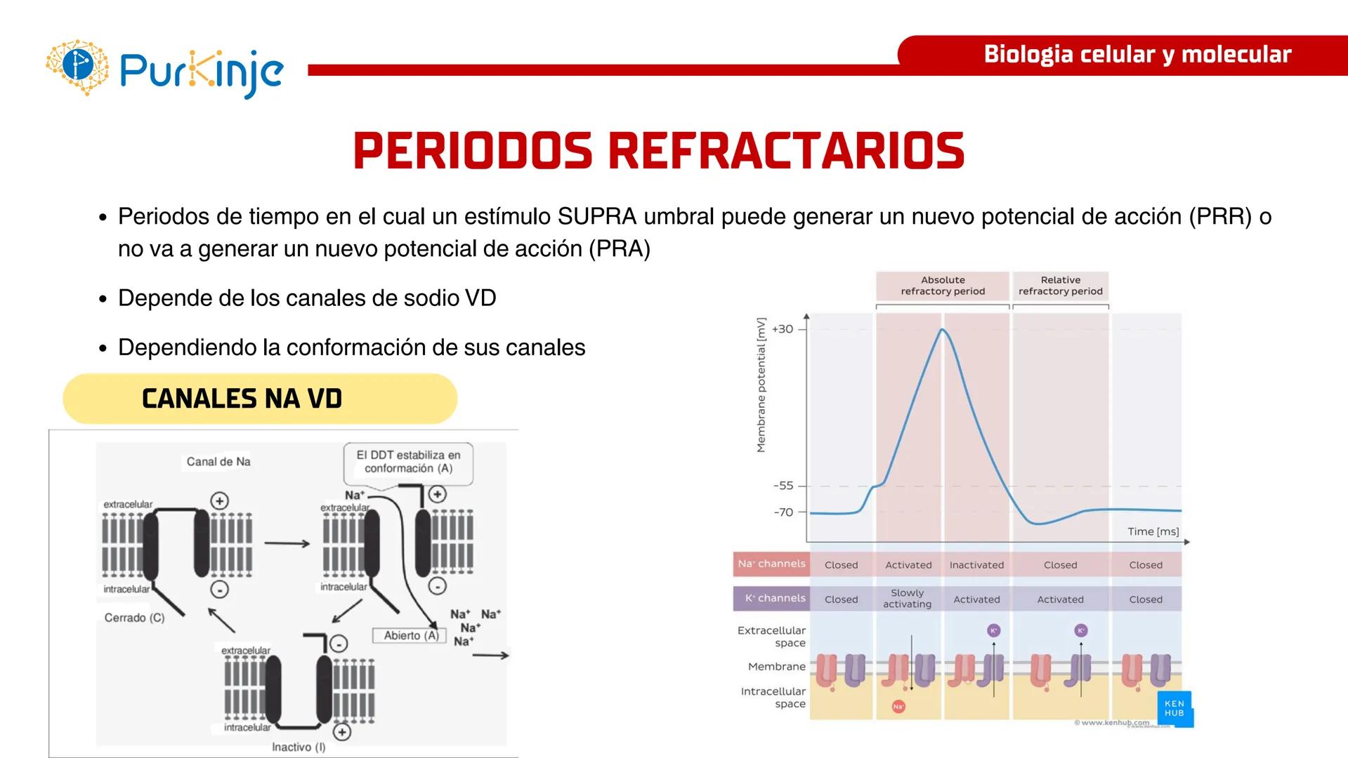 # Purkinje
MEMBRANA CELULAR
Semana 1
Tutor:Leonardo Roque Purkinje
Biologia celular y molecular
OBJETIVOS DE CLASE
• Describir la orga