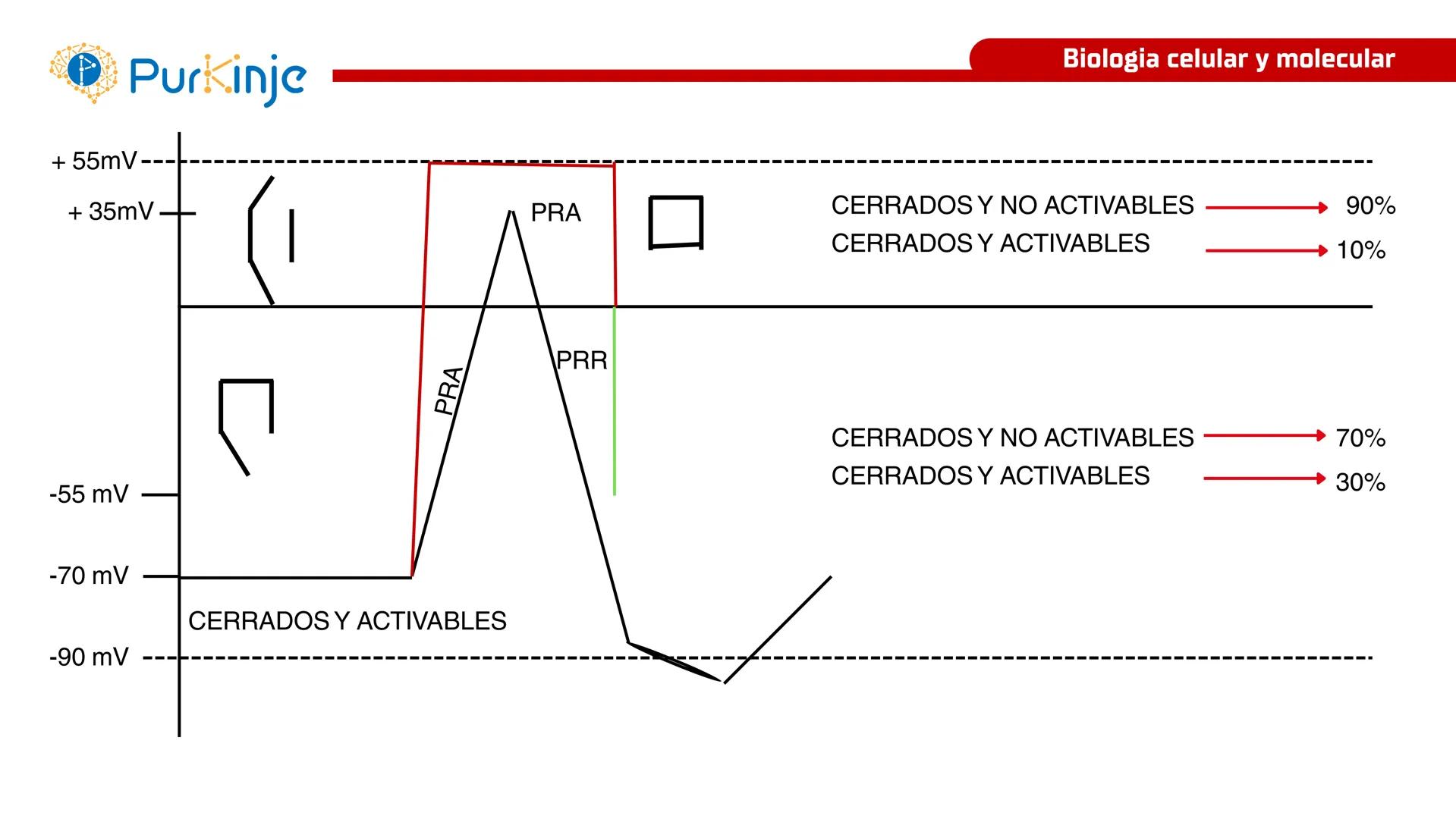 # Purkinje
MEMBRANA CELULAR
Semana 1
Tutor:Leonardo Roque Purkinje
Biologia celular y molecular
OBJETIVOS DE CLASE
• Describir la orga
