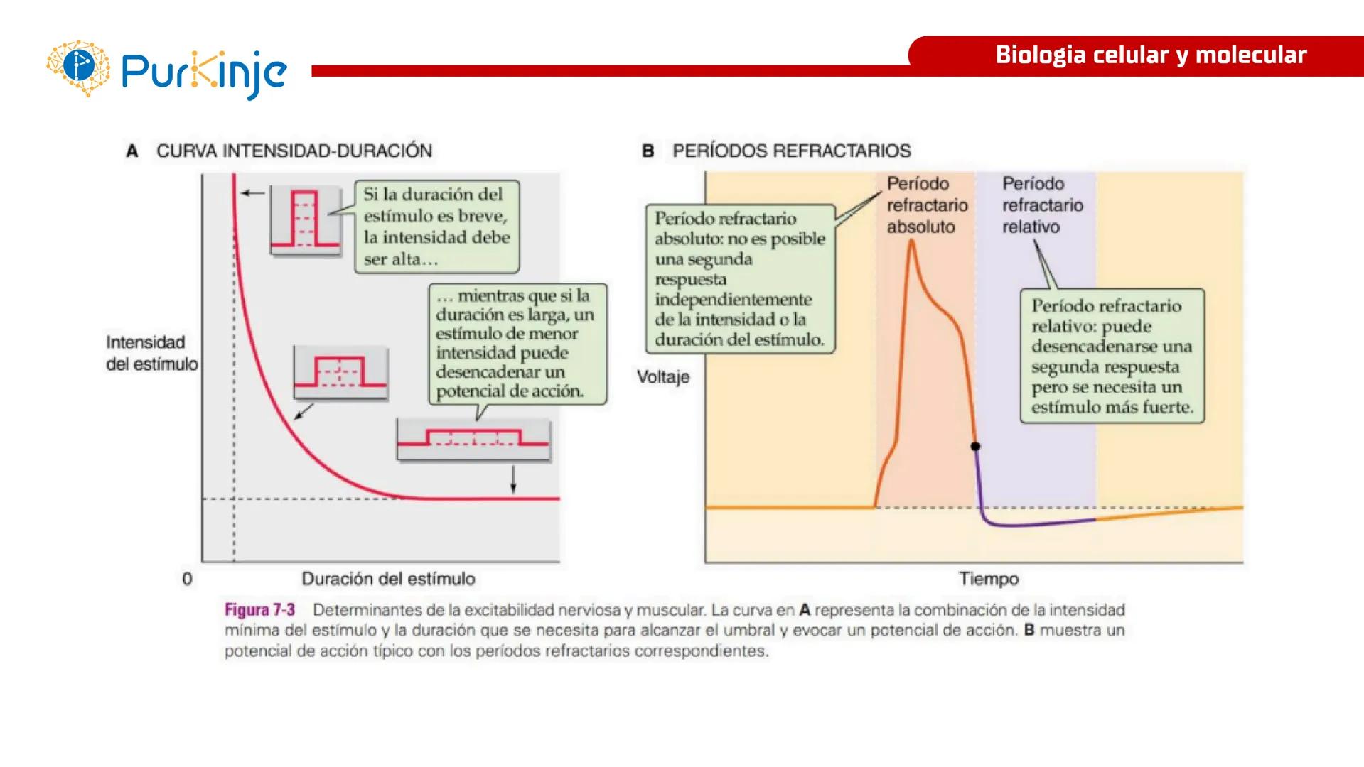 # Purkinje
MEMBRANA CELULAR
Semana 1
Tutor:Leonardo Roque Purkinje
Biologia celular y molecular
OBJETIVOS DE CLASE
• Describir la orga