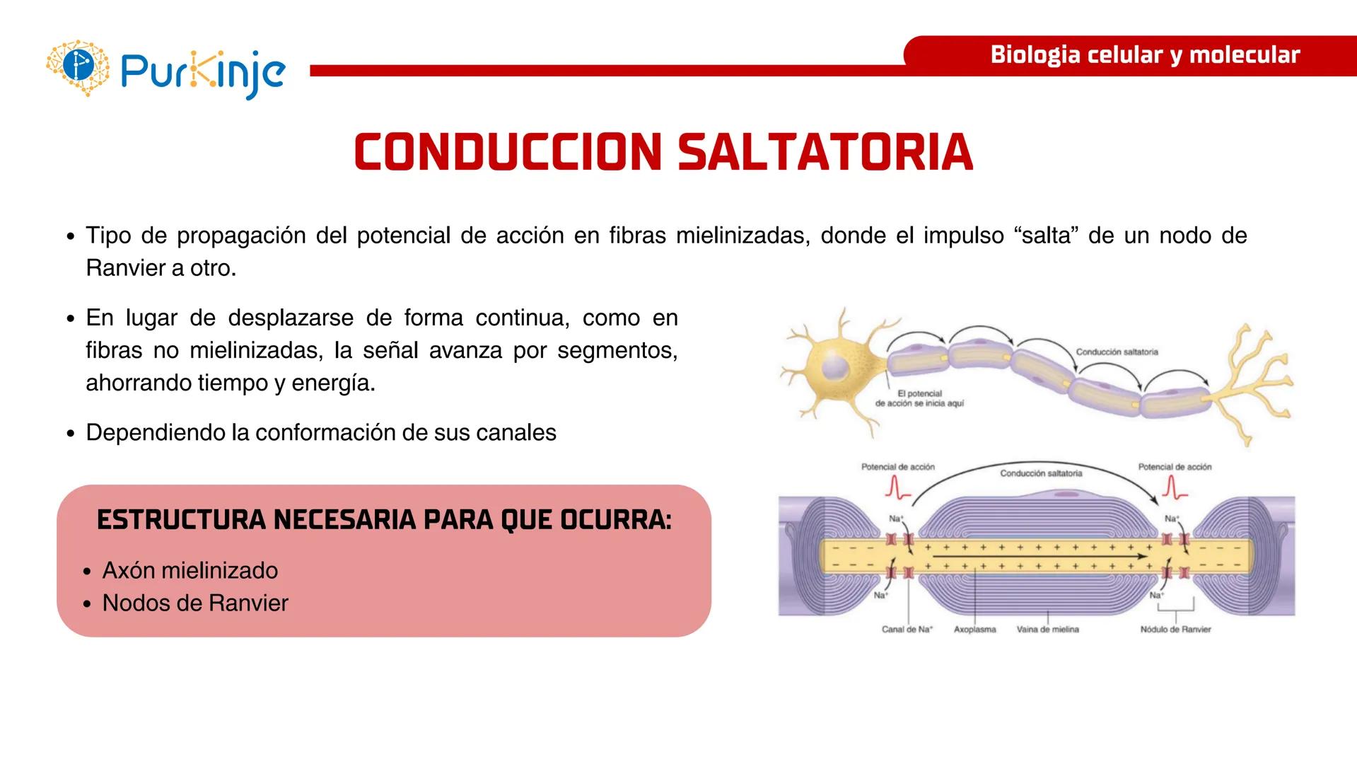 # Purkinje
MEMBRANA CELULAR
Semana 1
Tutor:Leonardo Roque Purkinje
Biologia celular y molecular
OBJETIVOS DE CLASE
• Describir la orga