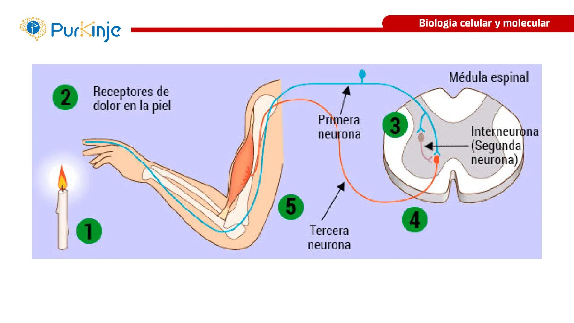 # Purkinje
MEMBRANA CELULAR
Semana 1
Tutor:Leonardo Roque Purkinje
Biologia celular y molecular
OBJETIVOS DE CLASE
• Describir la orga
