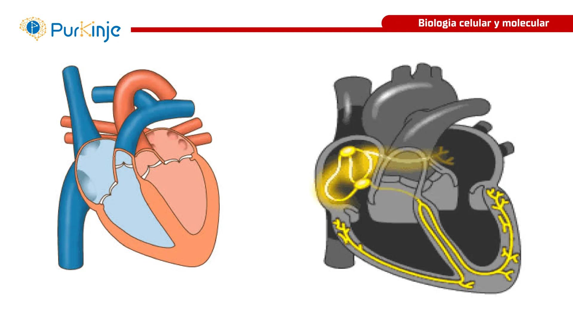 # Purkinje
MEMBRANA CELULAR
Semana 1
Tutor:Leonardo Roque Purkinje
Biologia celular y molecular
OBJETIVOS DE CLASE
• Describir la orga