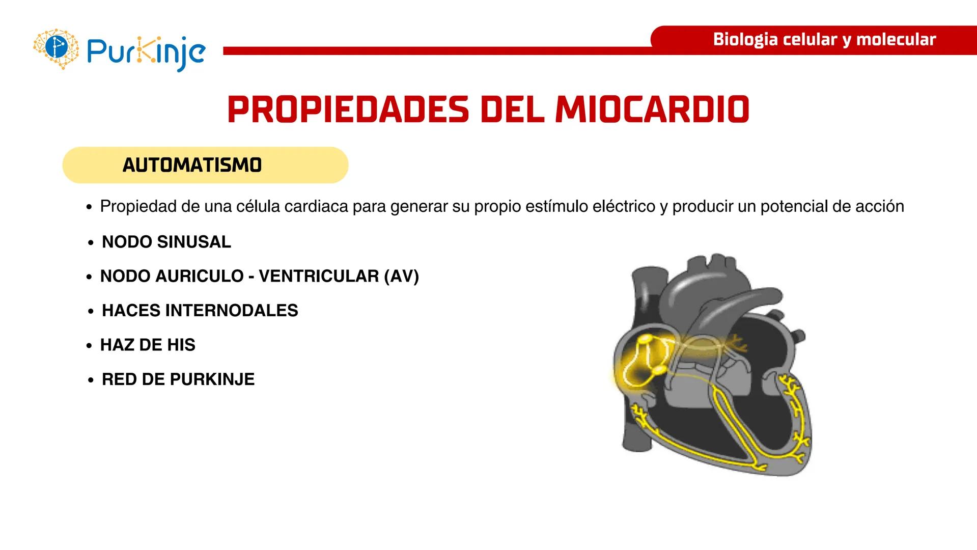 # Purkinje
MEMBRANA CELULAR
Semana 1
Tutor:Leonardo Roque Purkinje
Biologia celular y molecular
OBJETIVOS DE CLASE
• Describir la orga