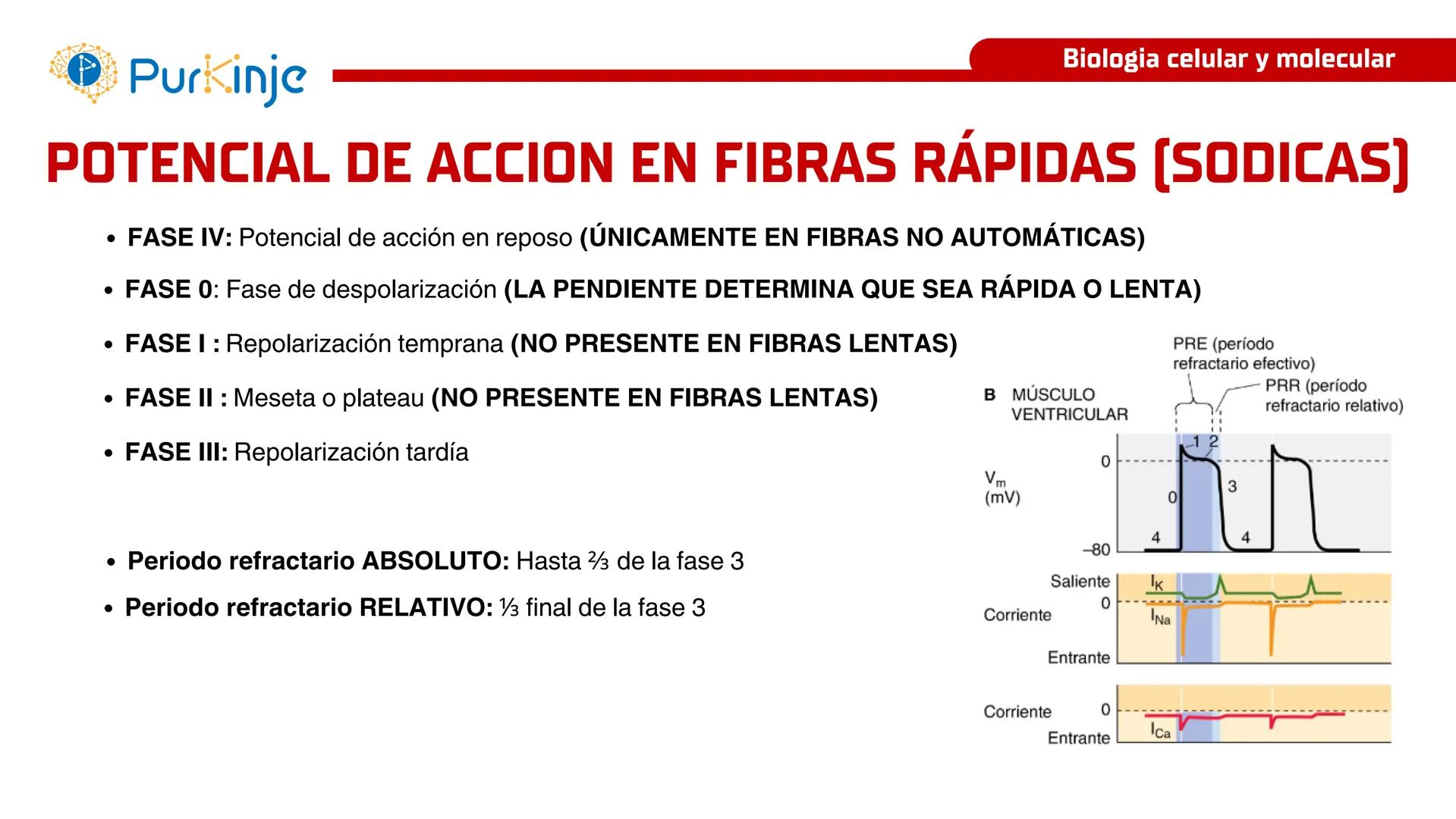 # Purkinje
MEMBRANA CELULAR
Semana 1
Tutor:Leonardo Roque Purkinje
Biologia celular y molecular
OBJETIVOS DE CLASE
• Describir la orga