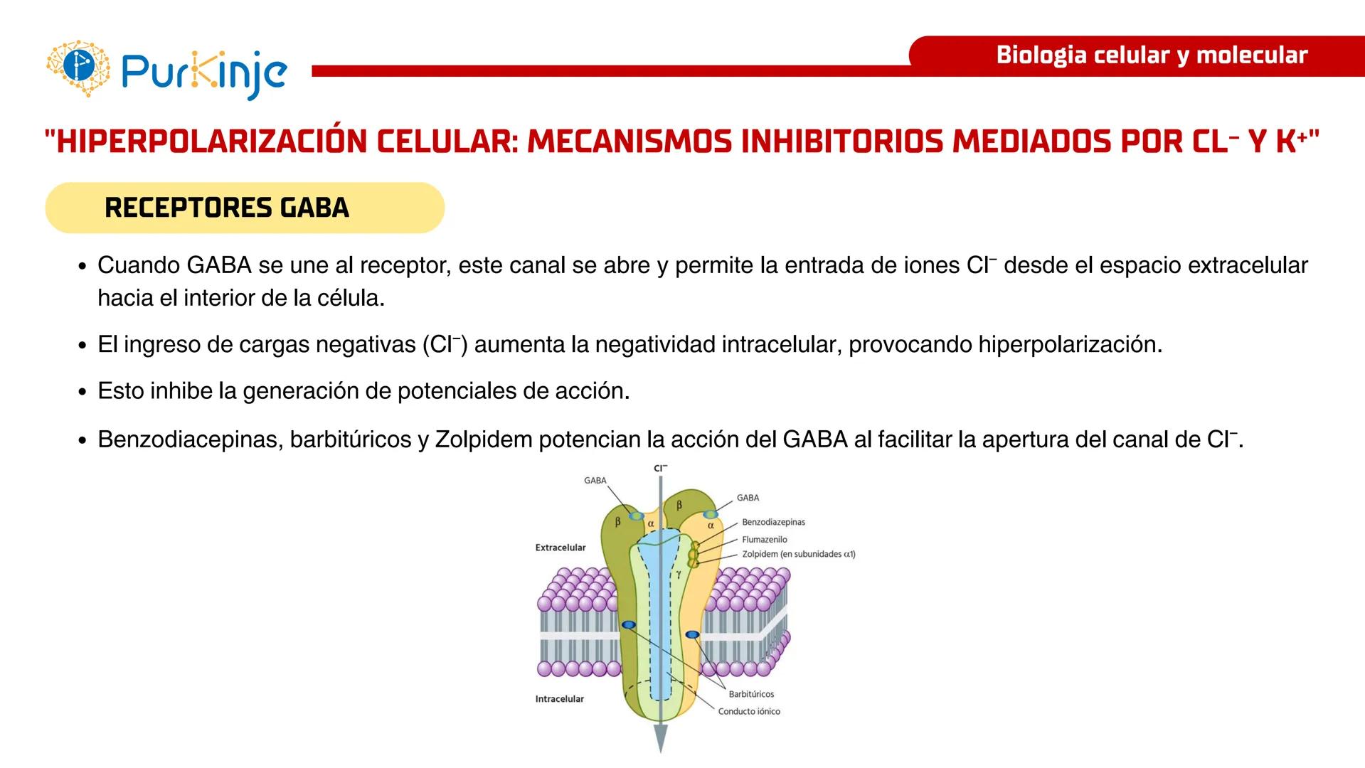 # Purkinje
MEMBRANA CELULAR
Semana 1
Tutor:Leonardo Roque Purkinje
Biologia celular y molecular
OBJETIVOS DE CLASE
• Describir la orga