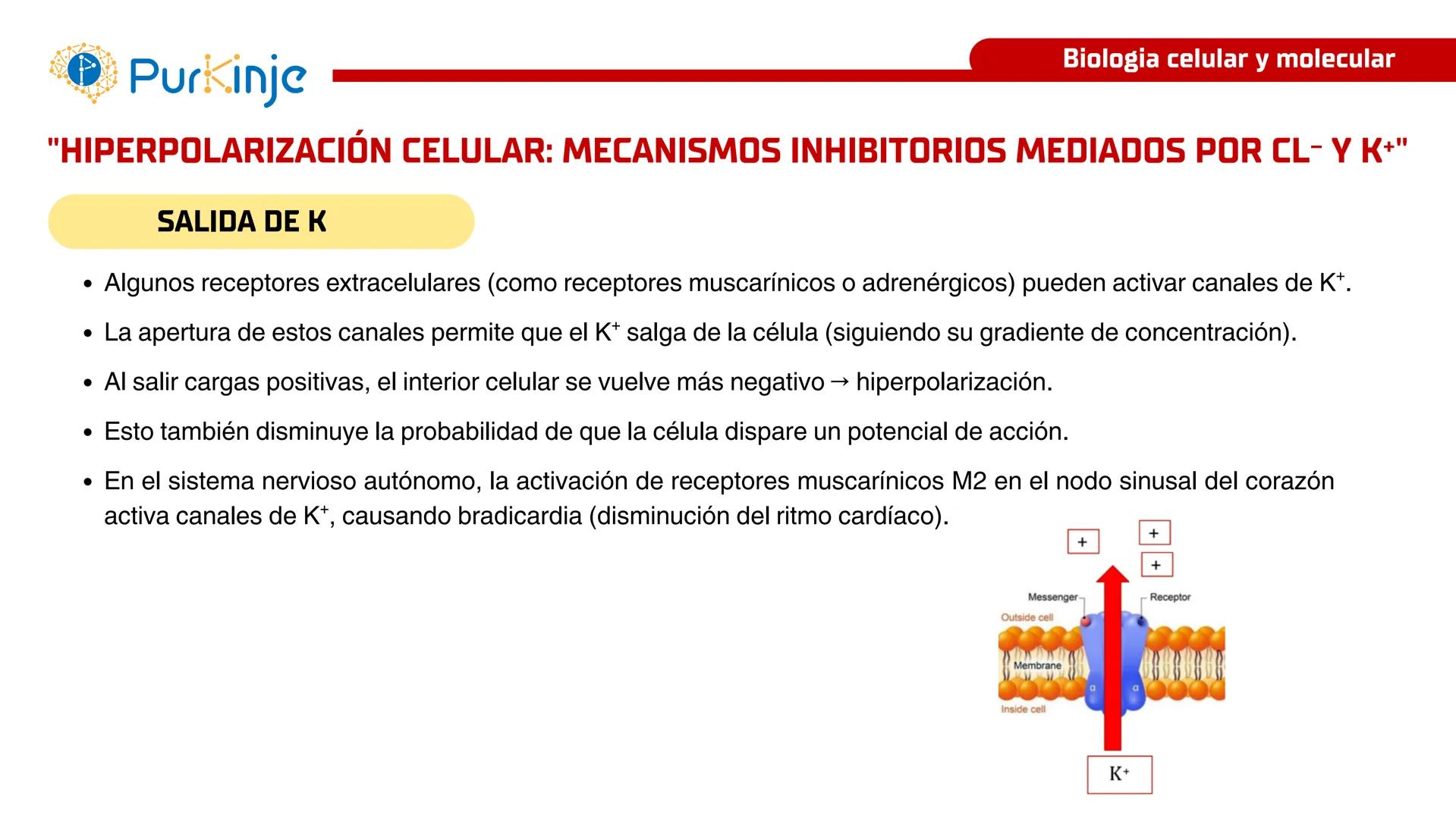 # Purkinje
MEMBRANA CELULAR
Semana 1
Tutor:Leonardo Roque Purkinje
Biologia celular y molecular
OBJETIVOS DE CLASE
• Describir la orga
