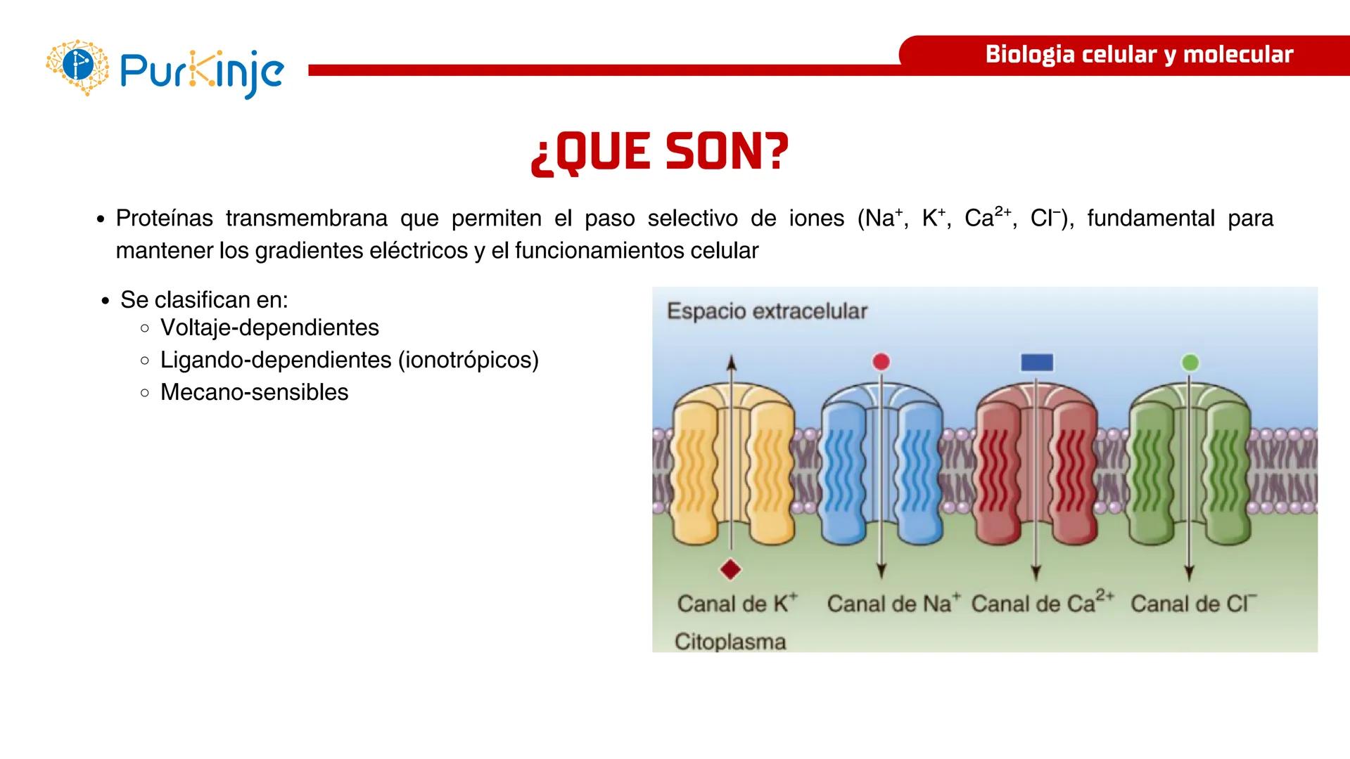 # Purkinje
MEMBRANA CELULAR
Semana 1
Tutor:Leonardo Roque Purkinje
Biologia celular y molecular
OBJETIVOS DE CLASE
• Describir la orga