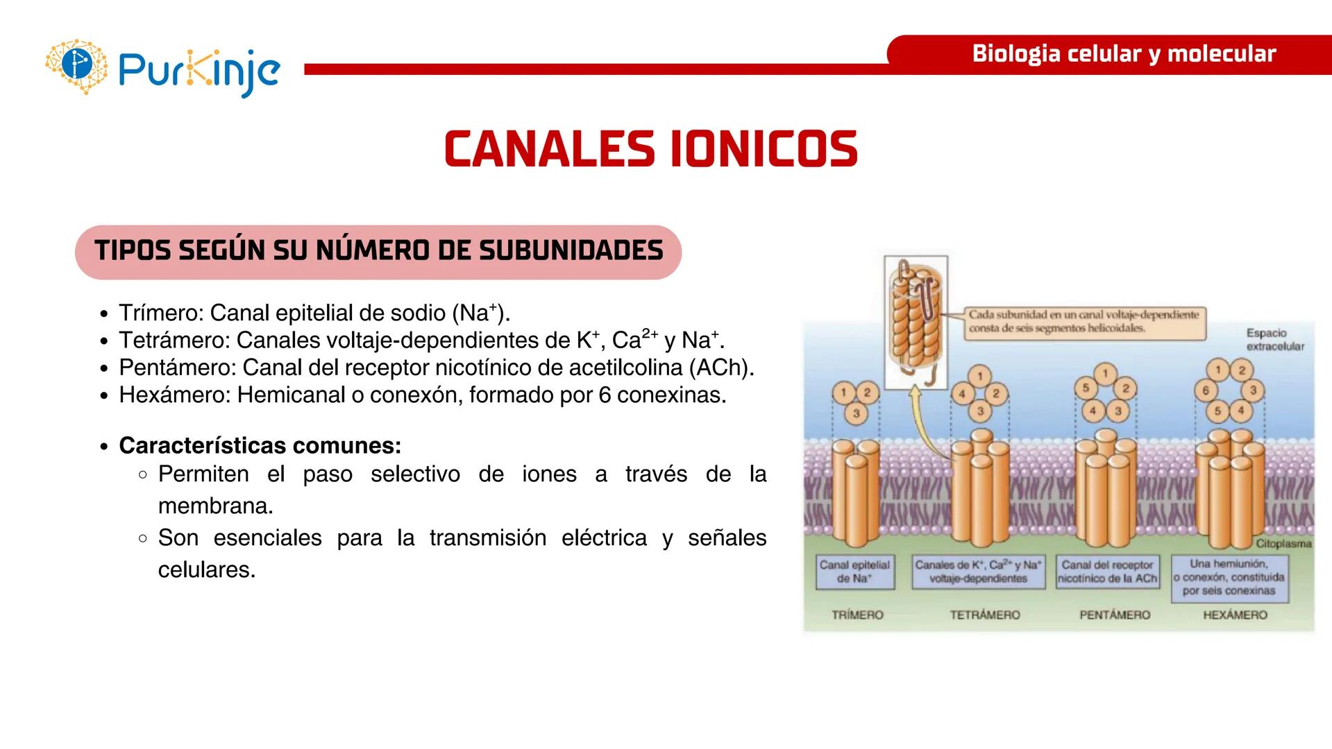 # Purkinje
MEMBRANA CELULAR
Semana 1
Tutor:Leonardo Roque Purkinje
Biologia celular y molecular
OBJETIVOS DE CLASE
• Describir la orga