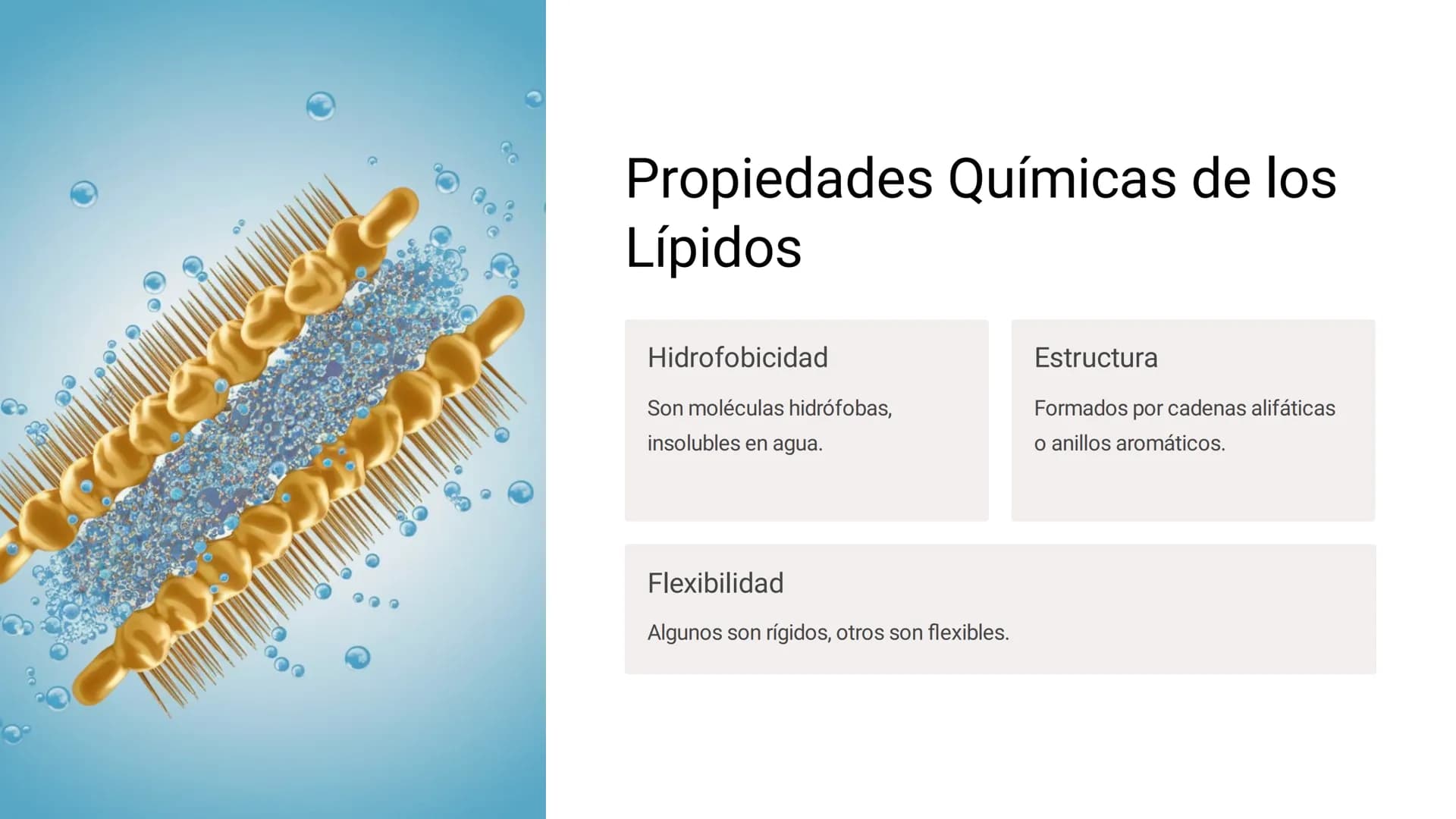 # LOS LÍPIDOS
Los lípidos son biomoléculas orgánicas
formadas por C, H y O pudiendo contener
además N, P y S. Son un grupo muy
heterogéneo
