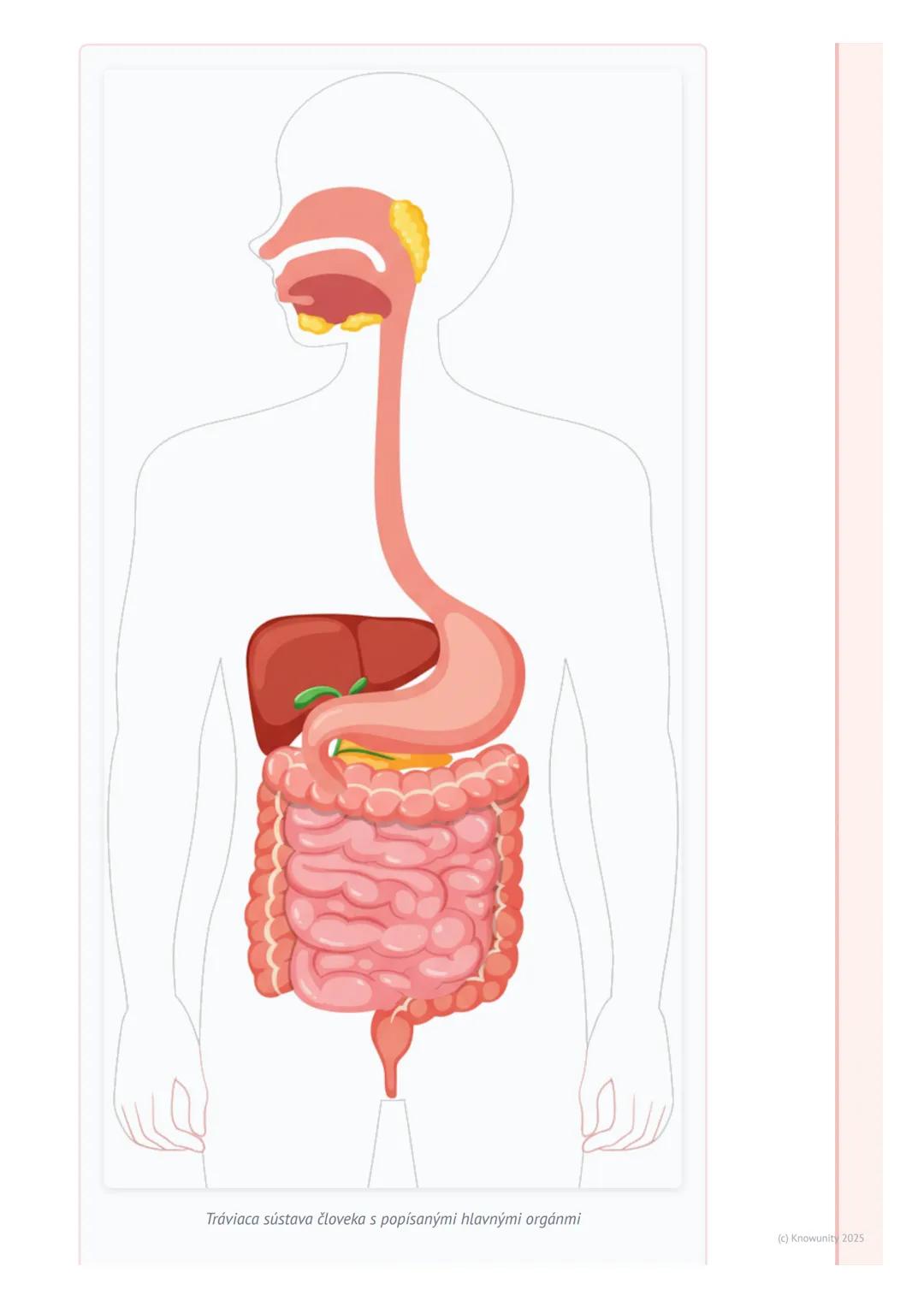 # Tráviaca sústava
# 1. Prehľad tráviacej sústavy
Tráviaca sústava je veľmi dôležitá časť nášho tela. Pomáha nám spracovať všetko
jedlo, k