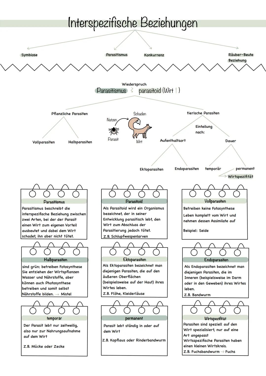 Interspezifische Beziehungen
Symbiose
Parasitismus Konkurrenz
Räuber-Beute
Beziehung
Wiederspruch
Parasitismus parasitoid (Wirt)
Pflanz