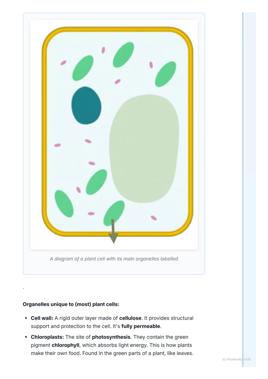 # The Cell: Basic Unit of Life
An introduction to the cell
The cell is the smallest, most basic unit of life. All living things, from tiny