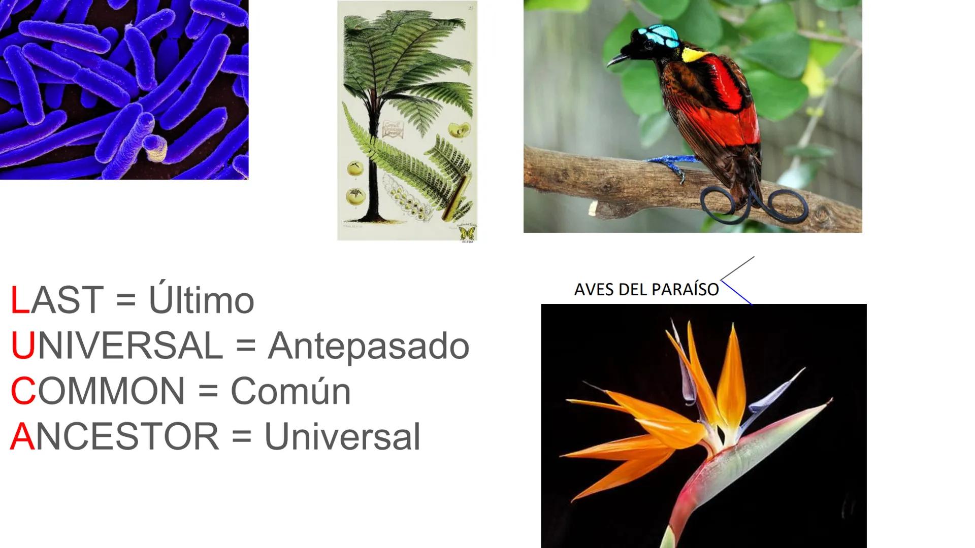 # UNIVERSIDAD NACIONAL DE SAN ANTONIO ABAD DEL CUSCO
# BOTÁNICA
## 2025-II
M.Sc. Gloria Calatayud Hermoza Origen.del Universo
13.500-15.0