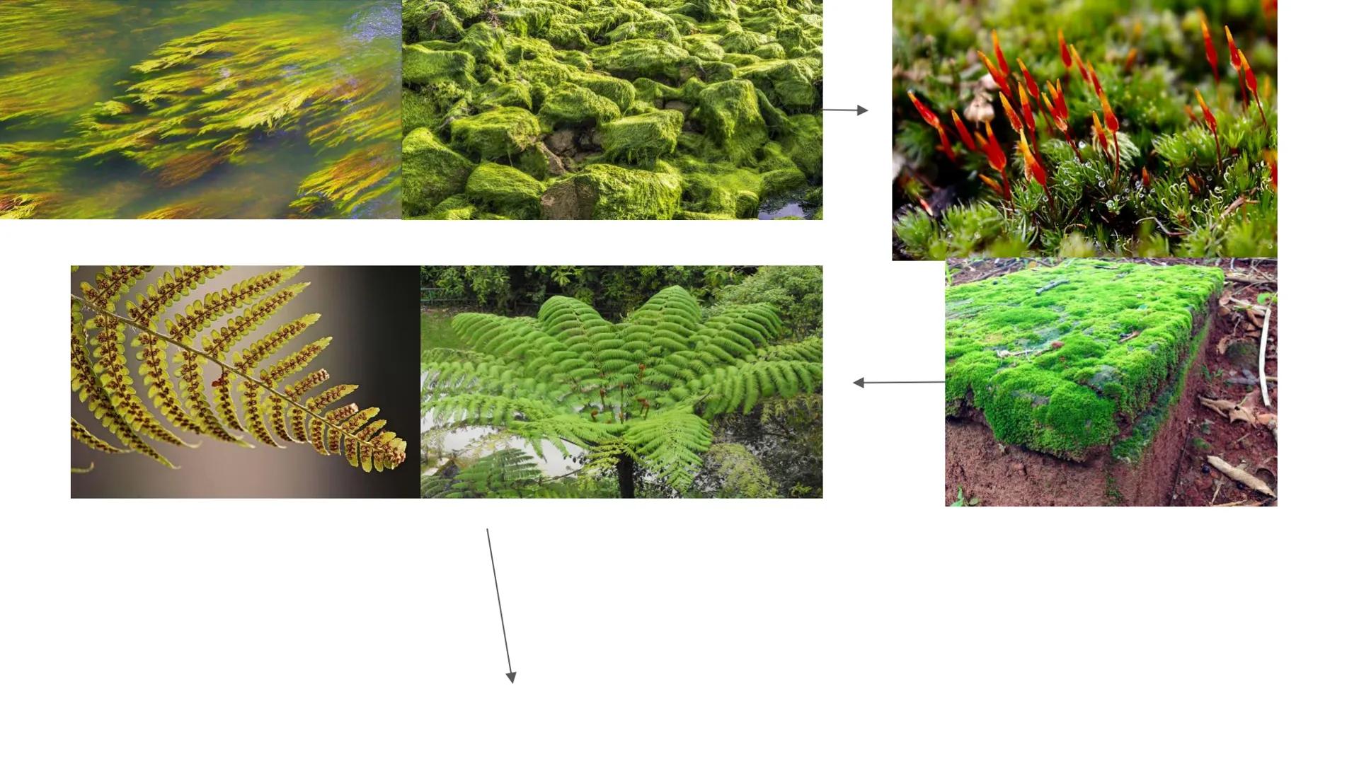 # UNIVERSIDAD NACIONAL DE SAN ANTONIO ABAD DEL CUSCO
# BOTÁNICA
## 2025-II
M.Sc. Gloria Calatayud Hermoza Origen.del Universo
13.500-15.0