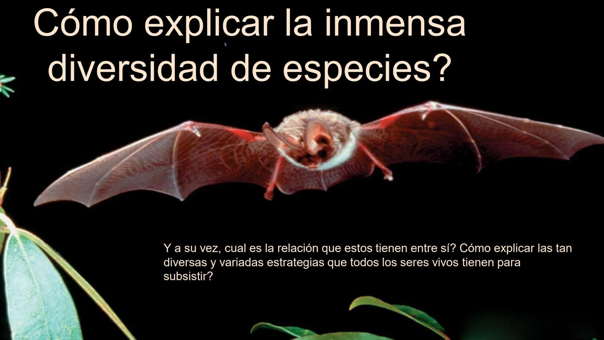 # UNIVERSIDAD NACIONAL DE SAN ANTONIO ABAD DEL CUSCO
# BOTÁNICA
## 2025-II
M.Sc. Gloria Calatayud Hermoza Origen.del Universo
13.500-15.0