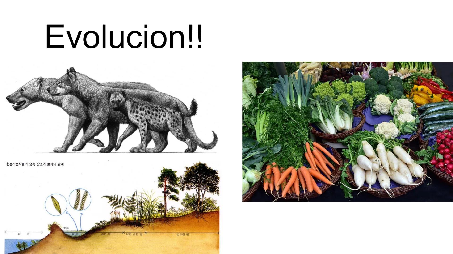 # UNIVERSIDAD NACIONAL DE SAN ANTONIO ABAD DEL CUSCO
# BOTÁNICA
## 2025-II
M.Sc. Gloria Calatayud Hermoza Origen.del Universo
13.500-15.0